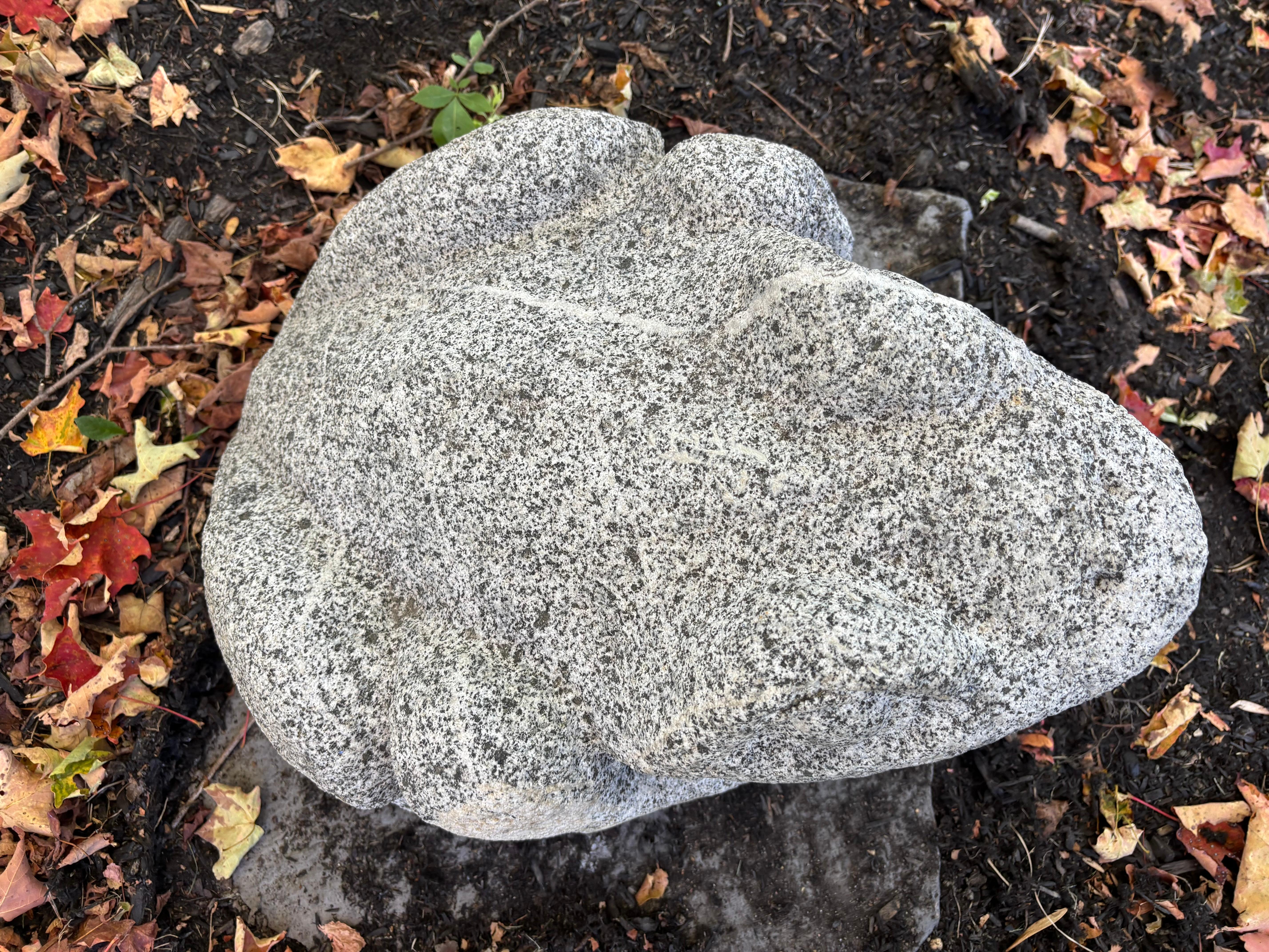 Giappone Grande rana da giardino A. Stone 15