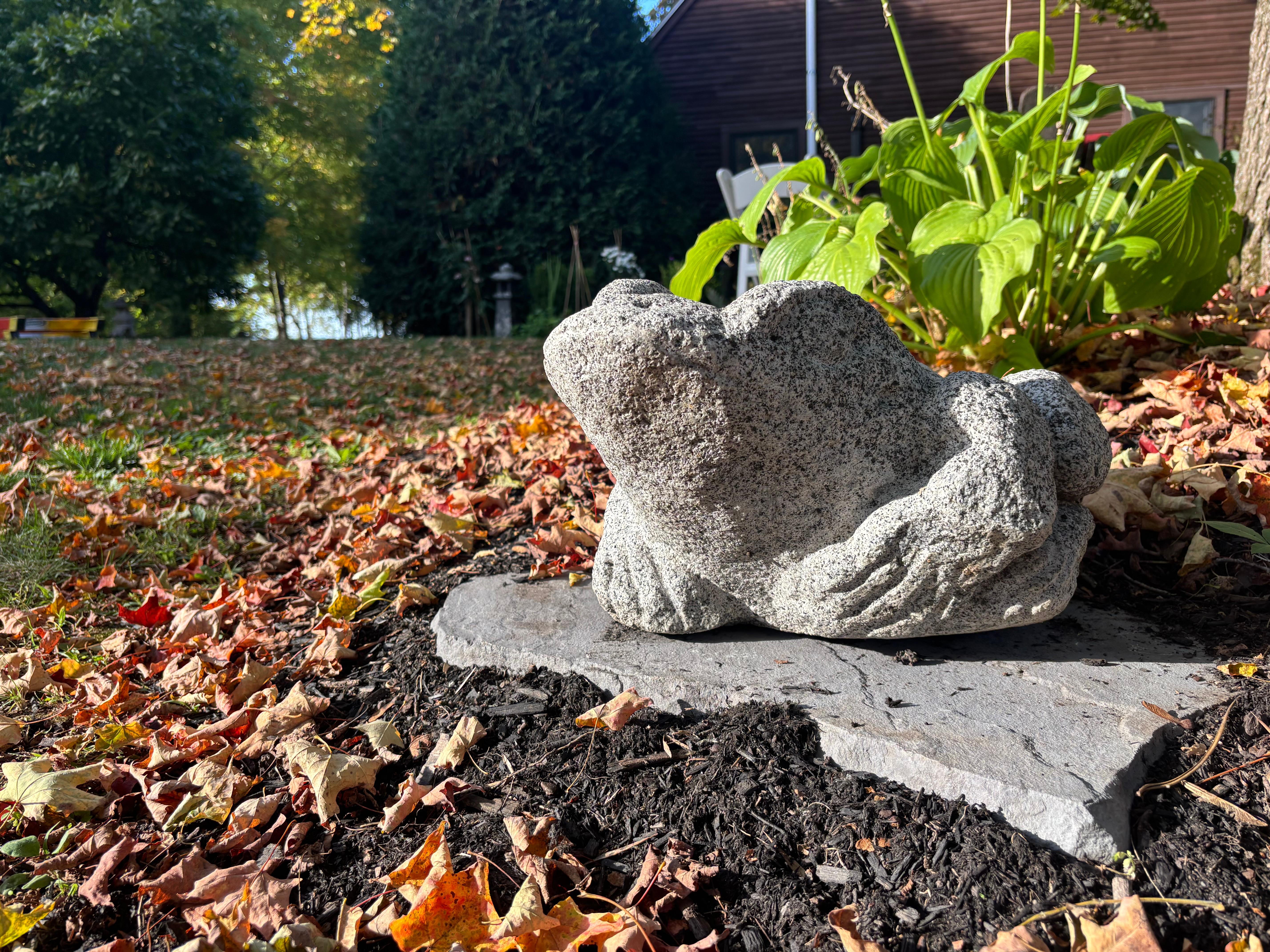 Giappone Grande rana da giardino A. Stone 15