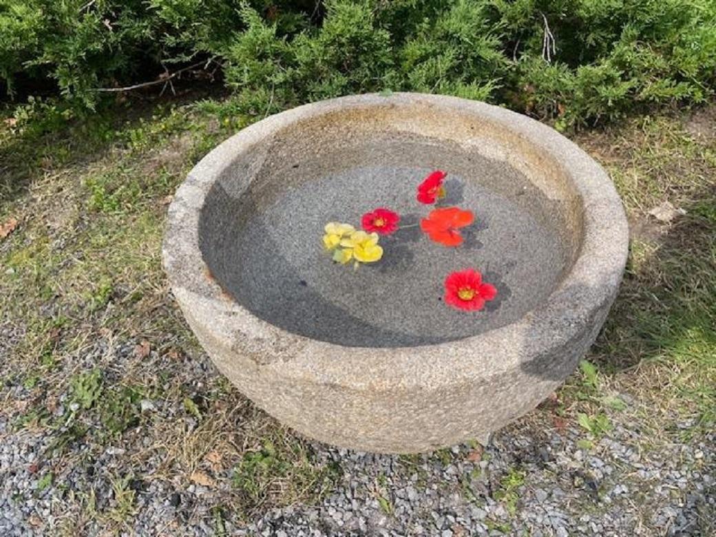 Japanese Japan Fine Big Round Antique Stone Water Basin Planter Tsukubai 