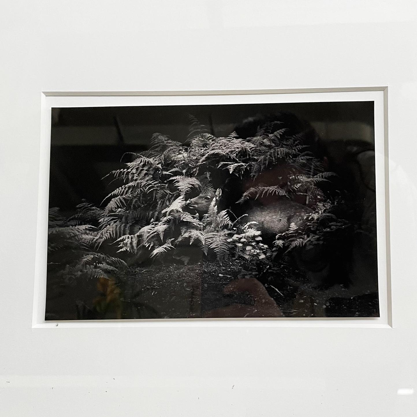 Japan postmoderne Schwarz-Weiß-Fotografie Flow von Masao Yamamoto, 2009
Fotografischer Schwarz-Weiß-Abzug mit dem Titel Flow, der ein zwischen Pflanzen liegendes Rehkitz darstellt. In einem weiß lackierten Holzrahmen.
Erstellt von Masao Yamamoto