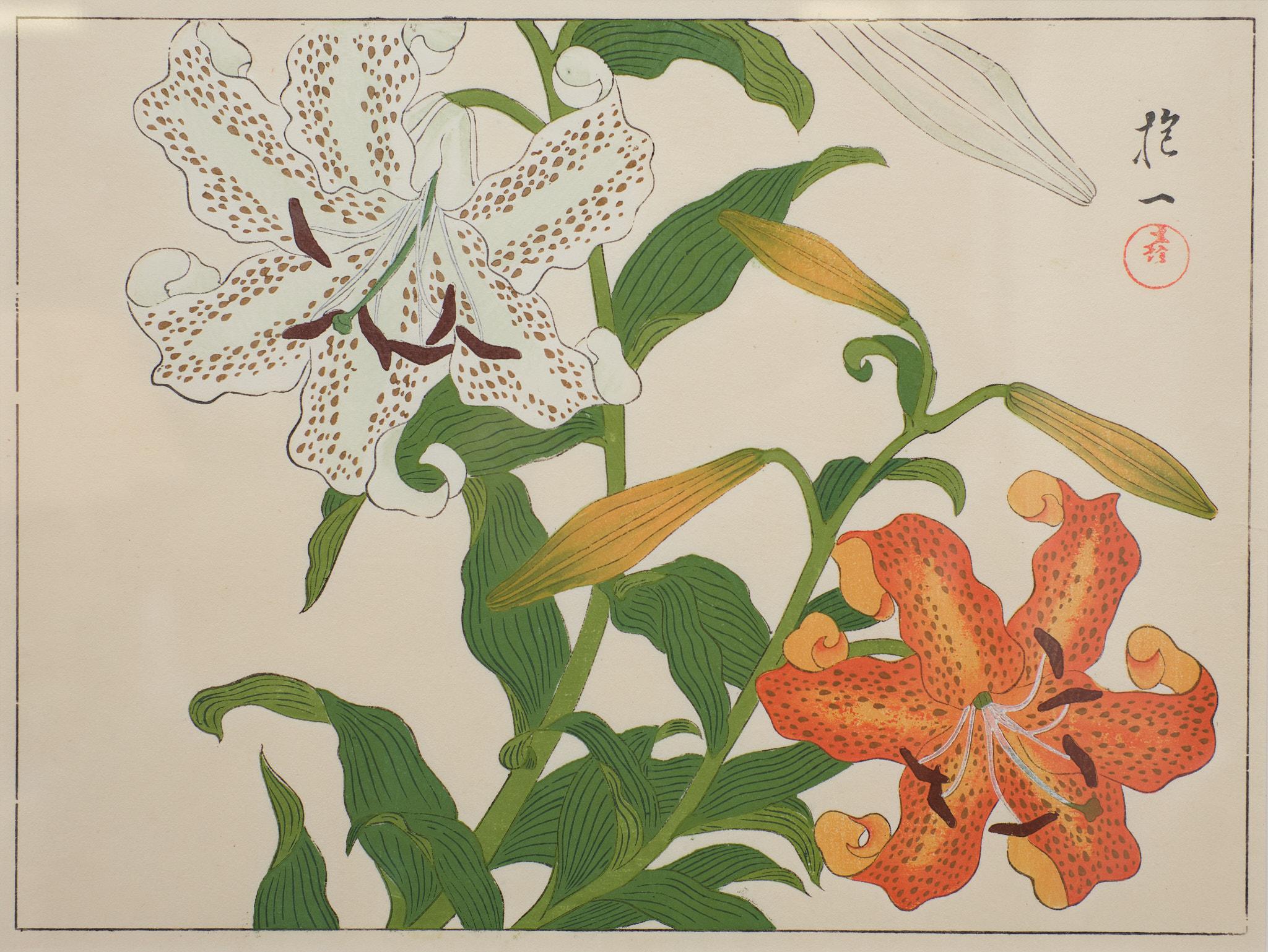 Japan Woodblock Print After Sakai Hoitsu, 1920s 7