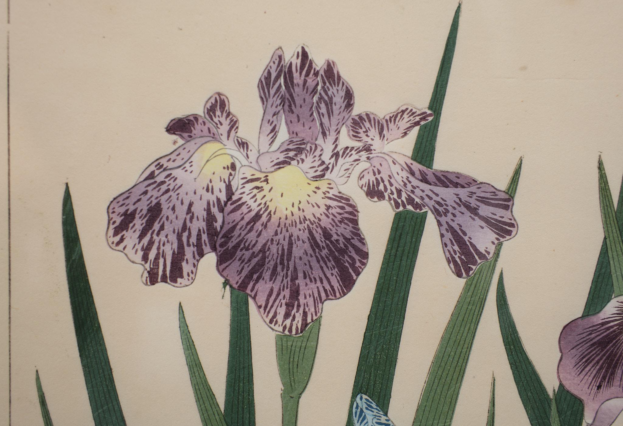 Paper Japan Woodblock Print After Sakai Hoitsu, 1920s