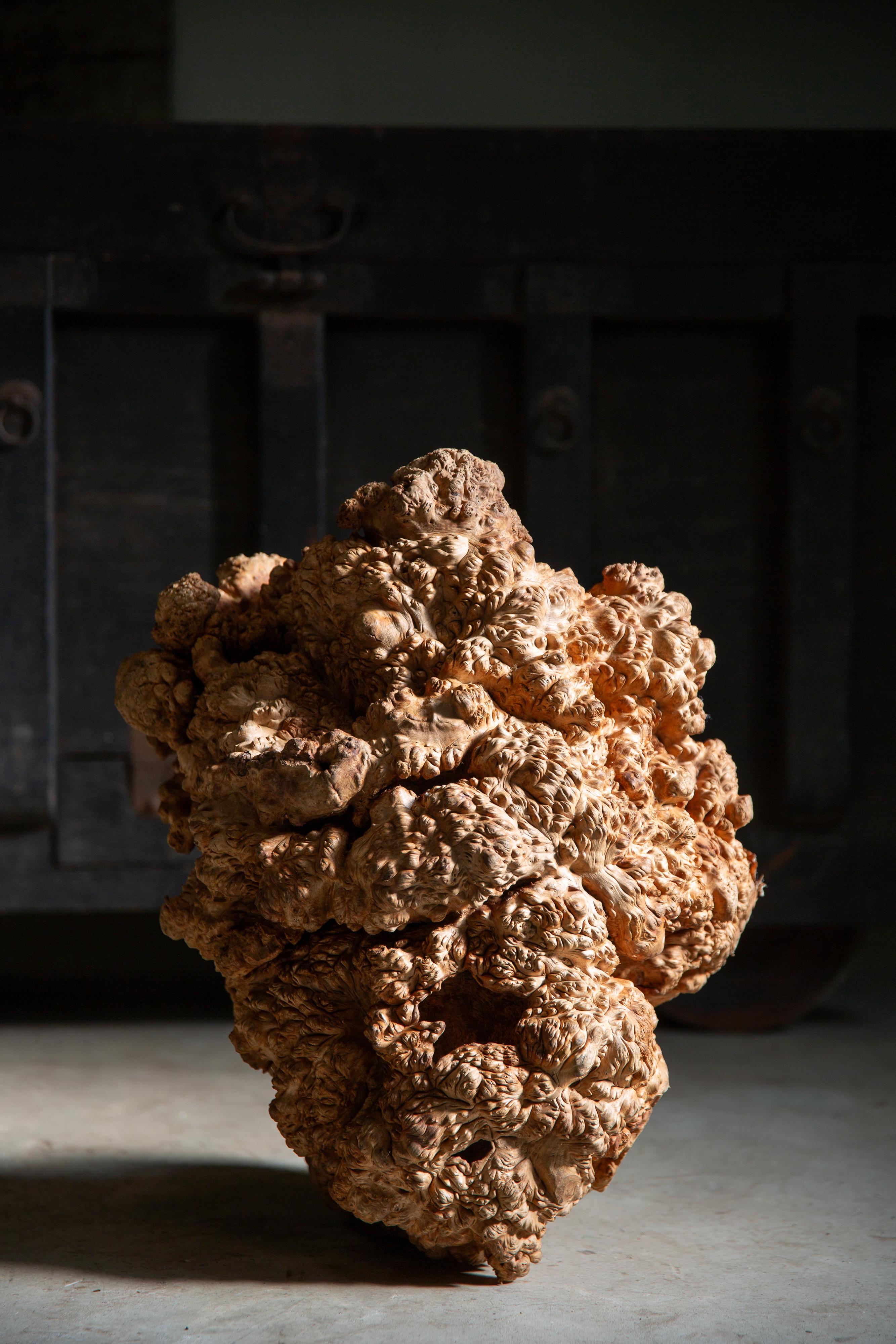 JapanischAntike massive Wurzelholzplatte Skulptur wabi sabi Kunstwerk objet d'art im Angebot 7