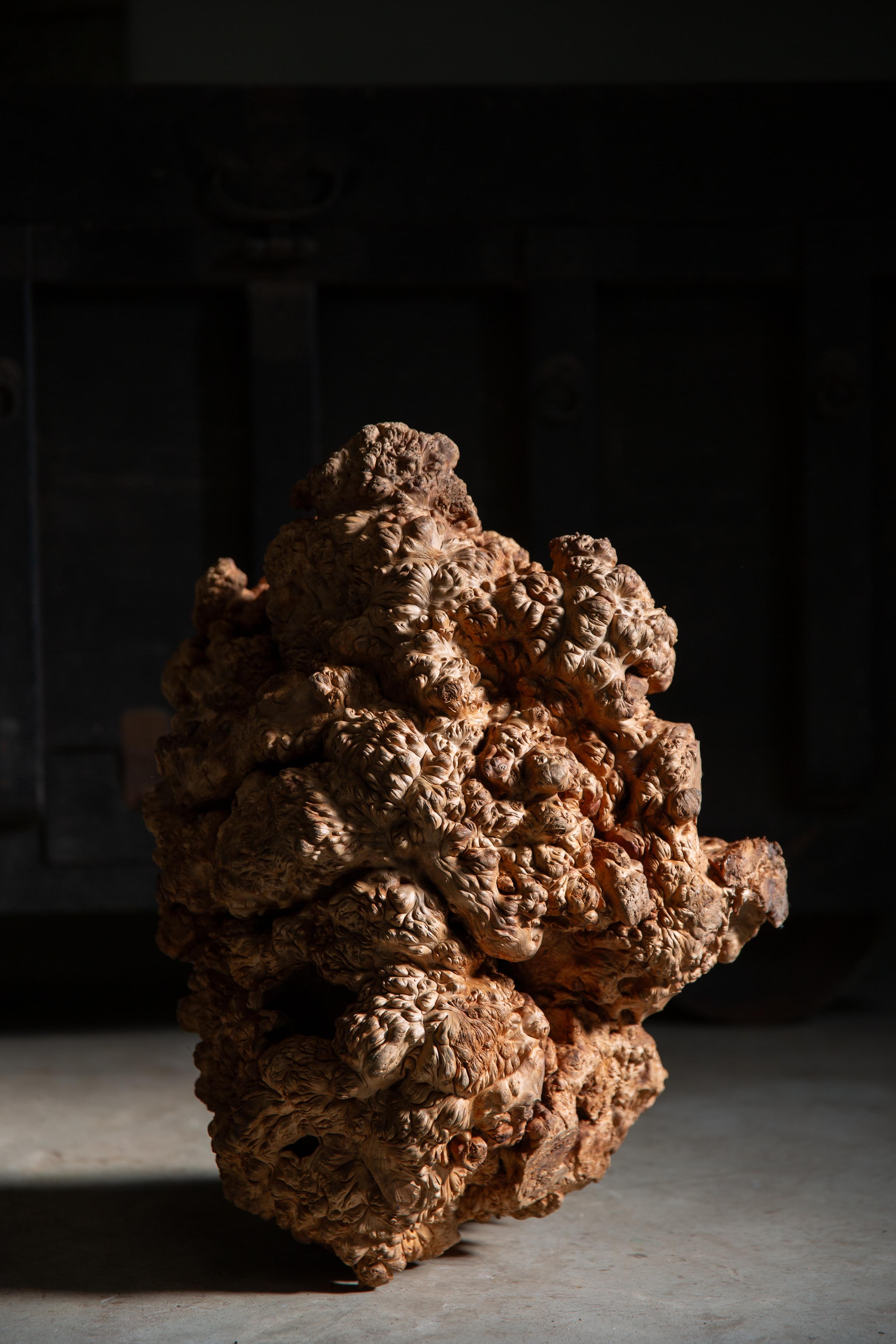 JapanischAntike massive Wurzelholzplatte Skulptur wabi sabi Kunstwerk objet d'art im Angebot 8