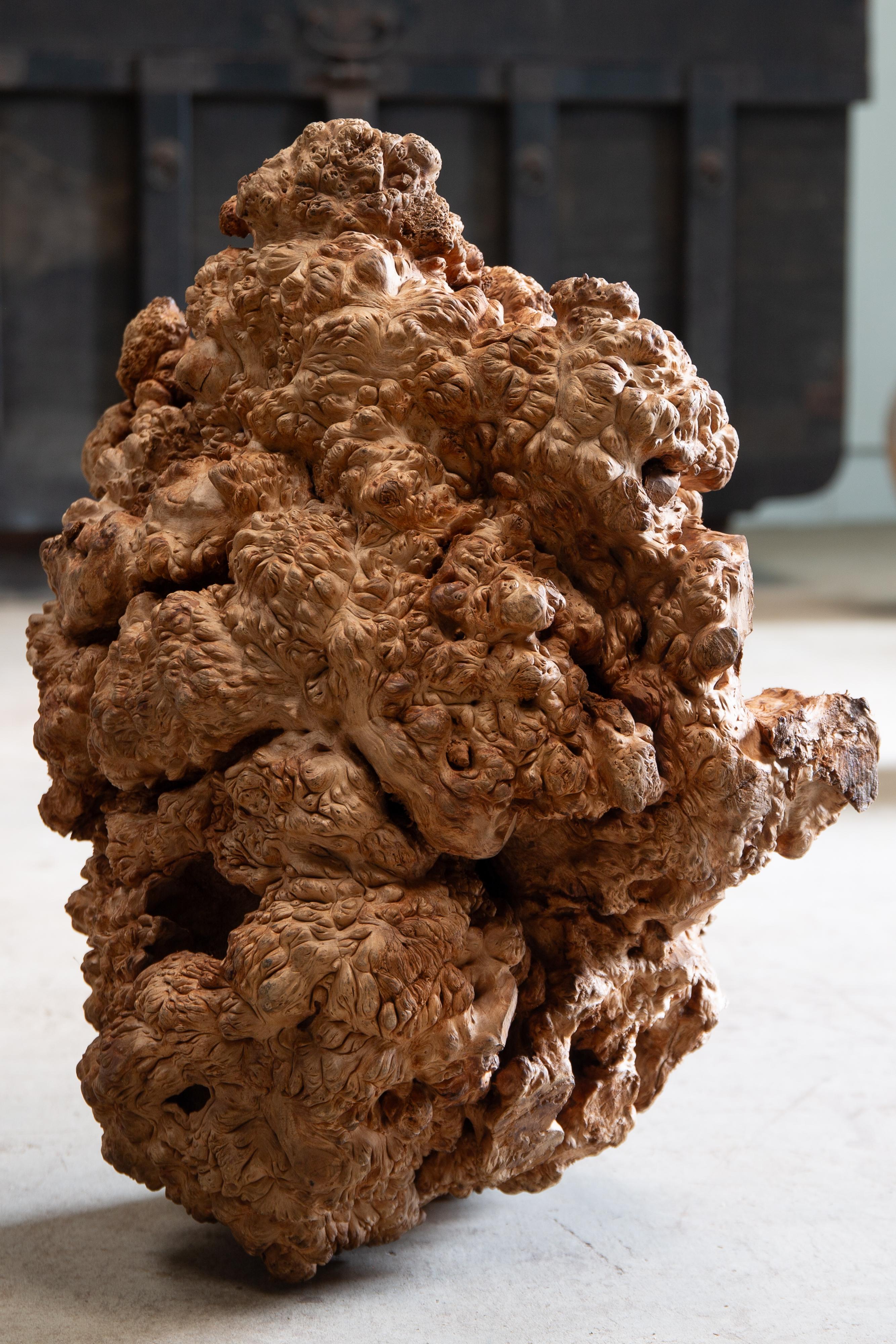 JapanischAntike massive Wurzelholzplatte Skulptur wabi sabi Kunstwerk objet d'art (20. Jahrhundert) im Angebot