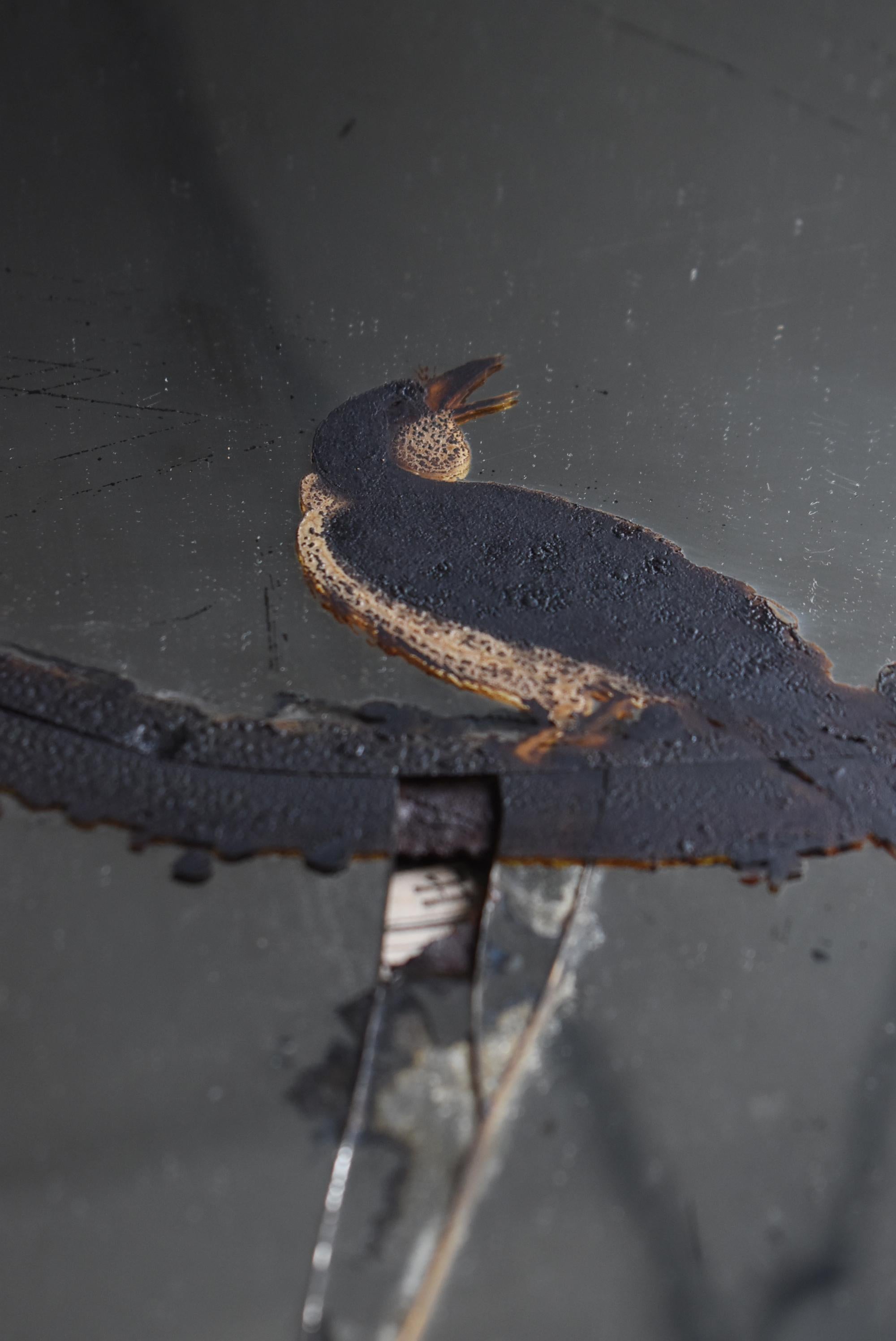 Japanese Antique Mirror Depicting Birds, Plum Blossoms, and Peonies 1860s-1900s For Sale 5