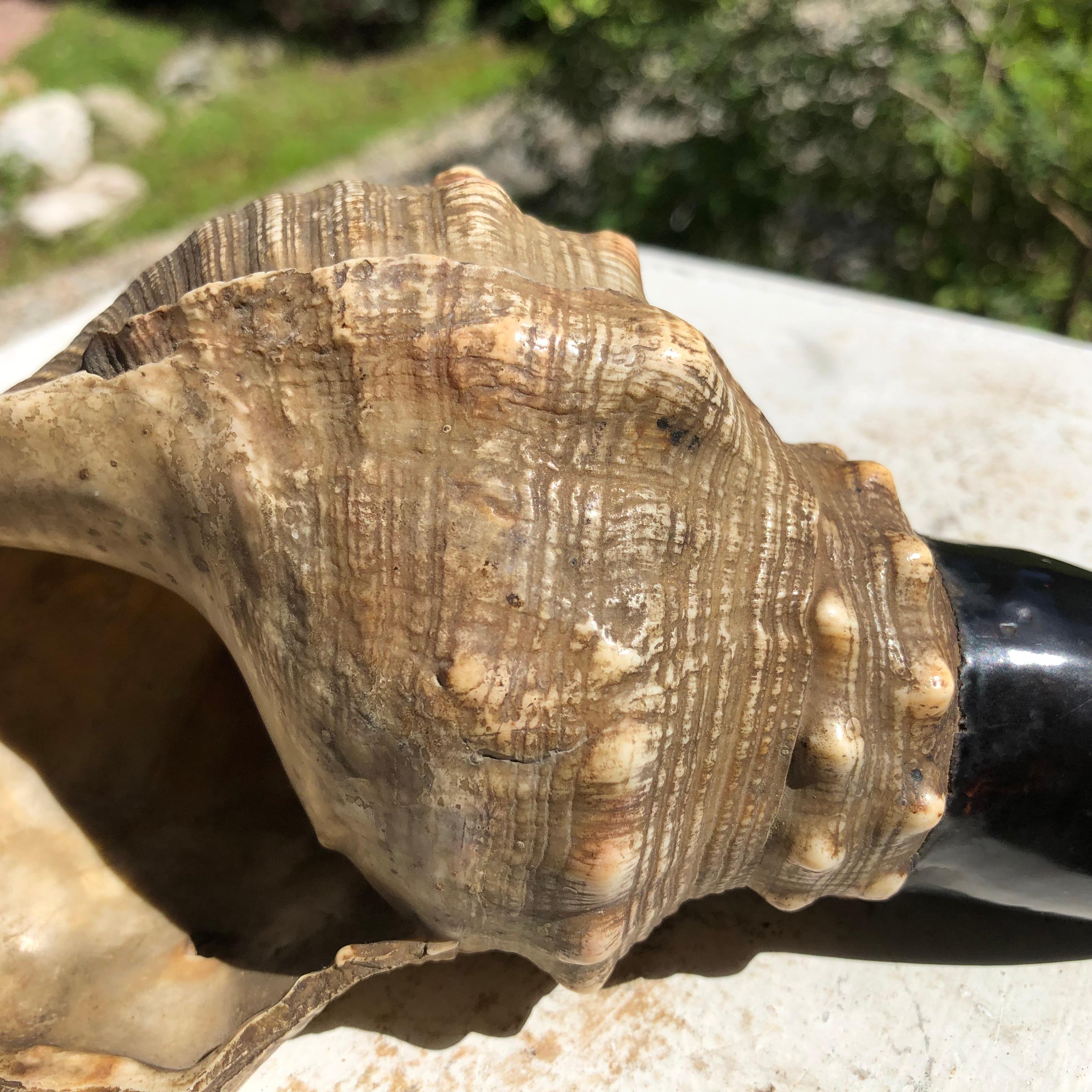 Japanese Antique Samurai Conch War Trumpet Horagi, Meiji Period 4