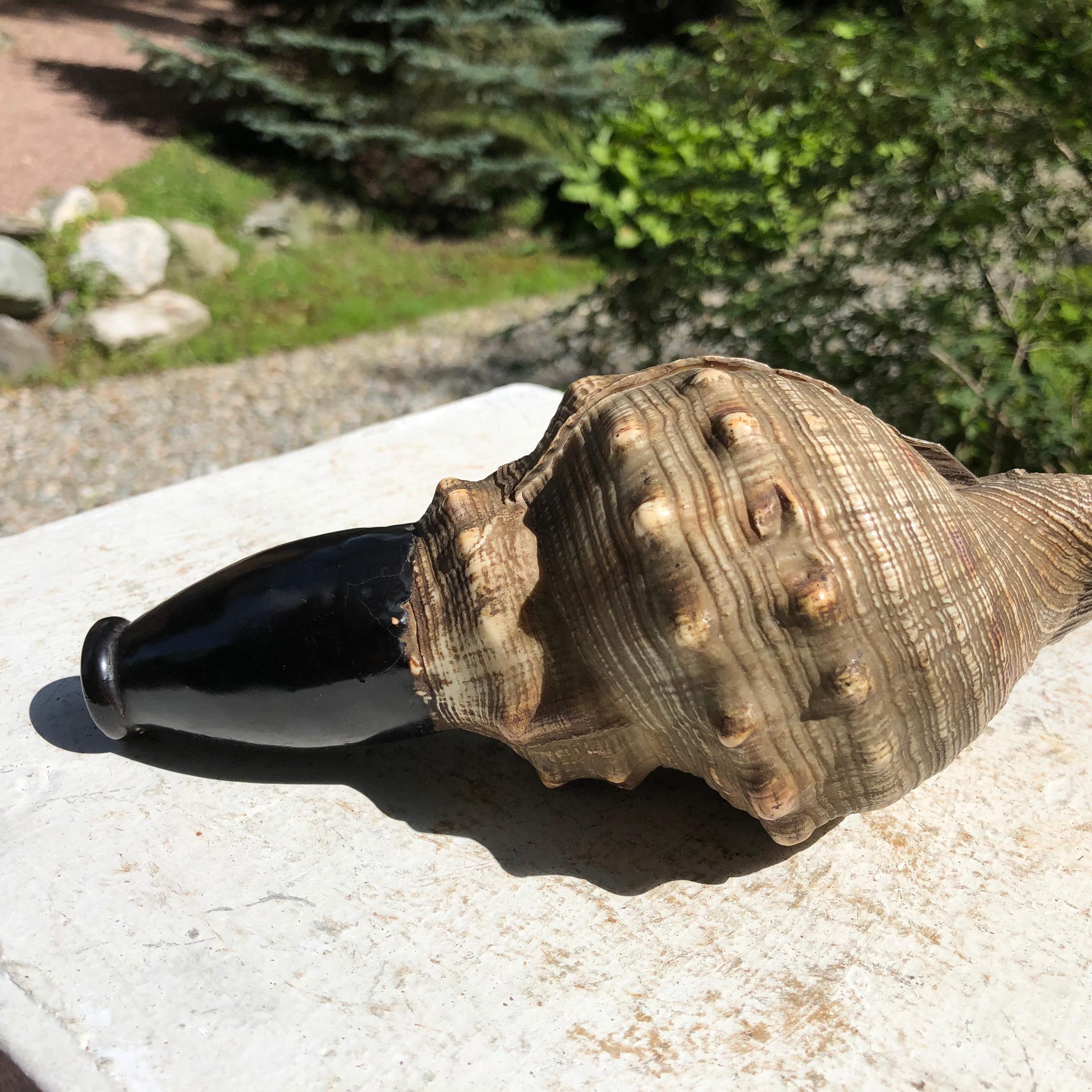 Japanese Antique Samurai Conch War Trumpet Horagi, Meiji Period 5