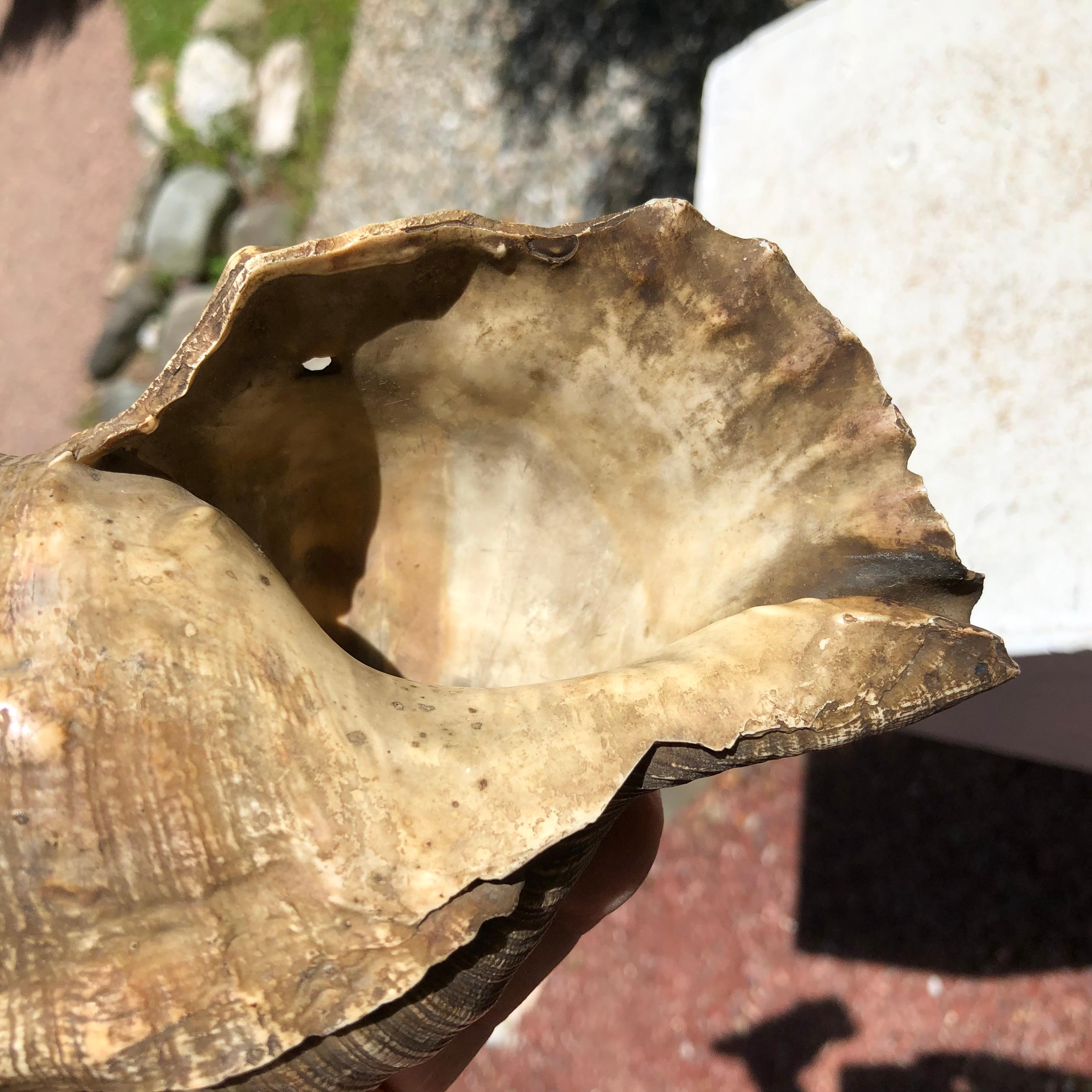 Japanese Antique Samurai Conch War Trumpet Horagi, Meiji Period 6