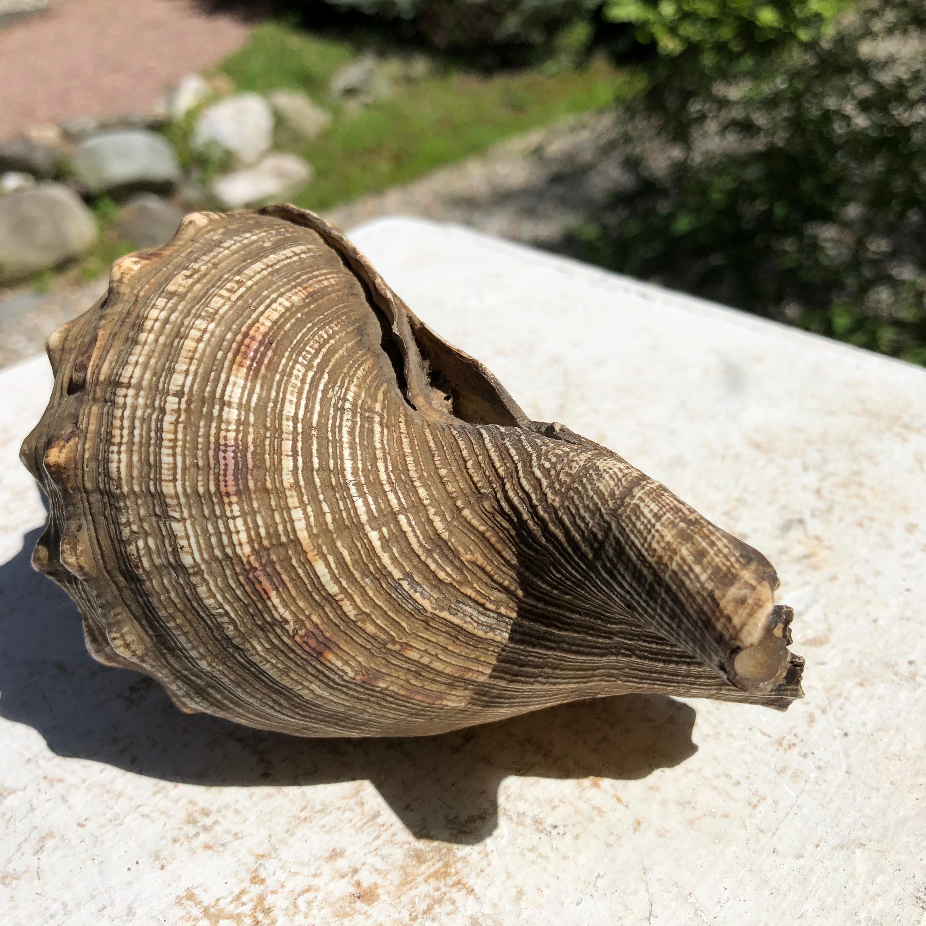 Japanese Antique Samurai Conch War Trumpet Horagi, Meiji Period 7