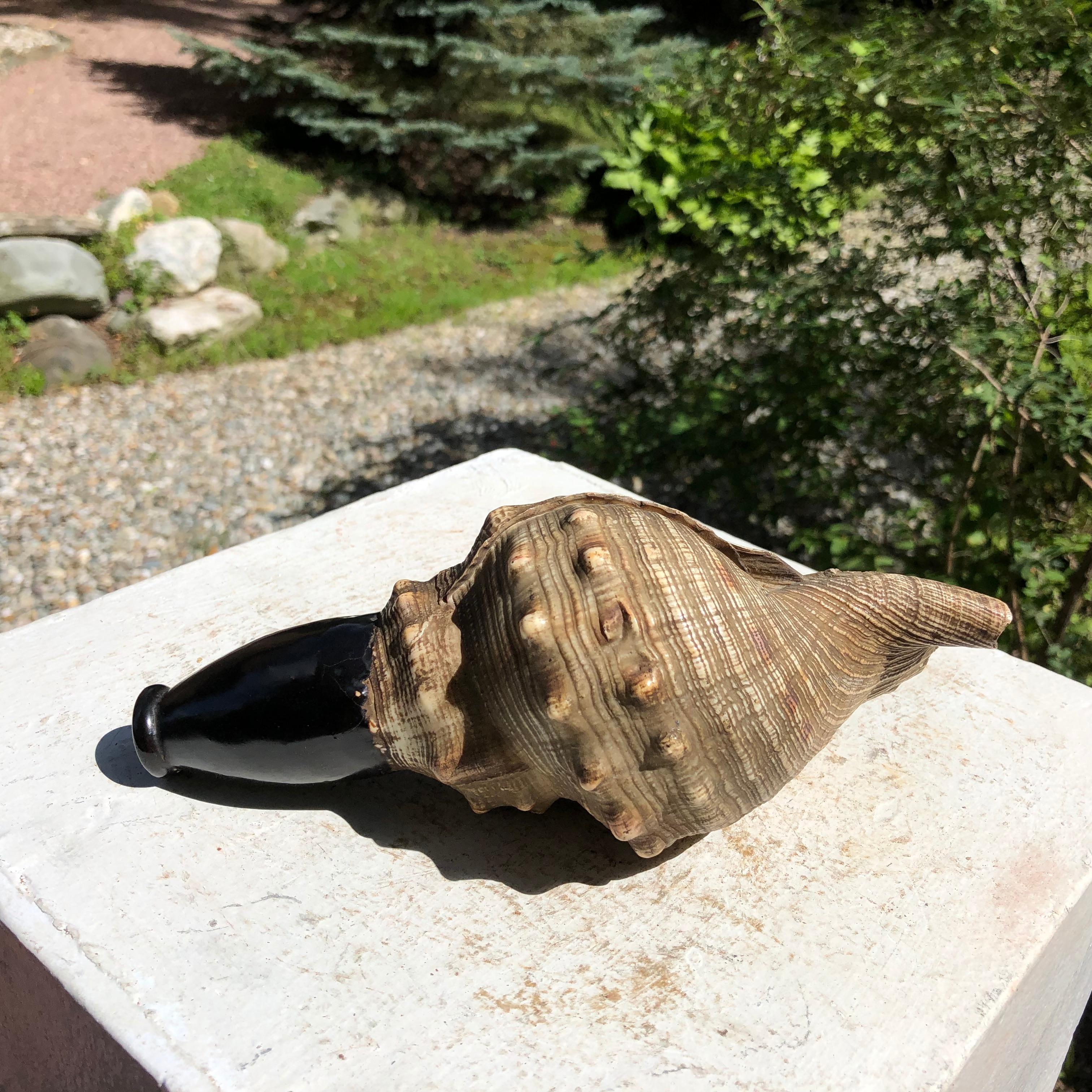 Japanese Antique Samurai Conch War Trumpet Horagi, Meiji Period 8