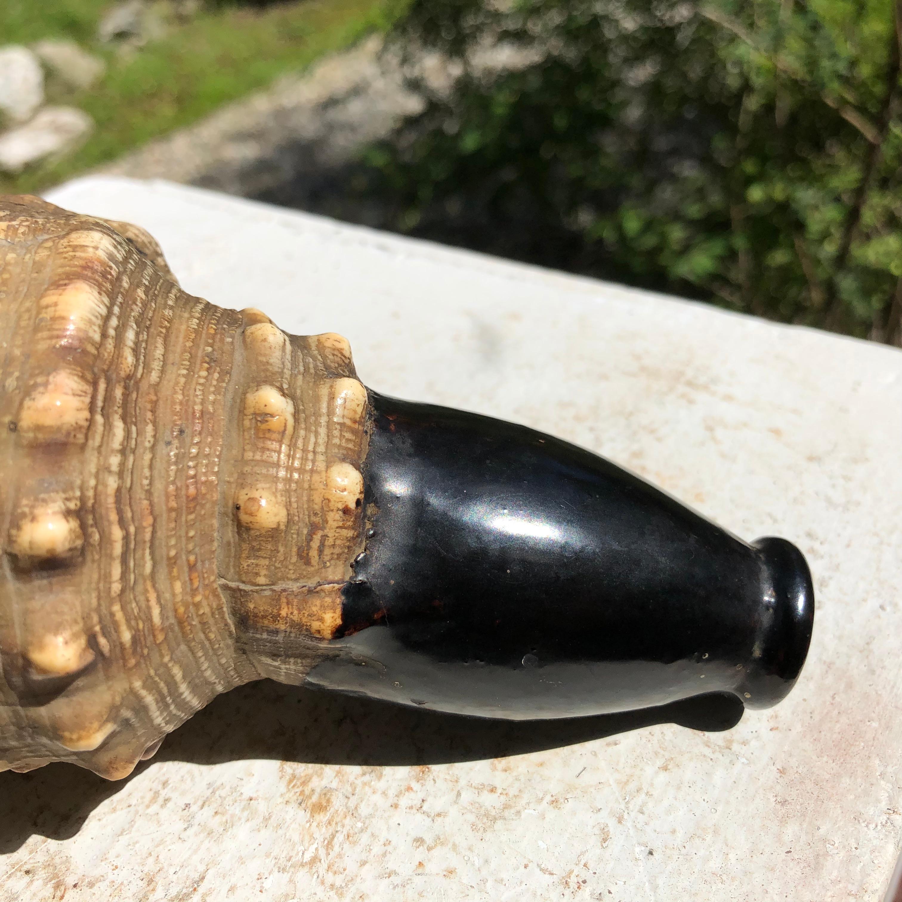 Shell Japanese Antique Samurai Conch War Trumpet Horagi, Meiji Period