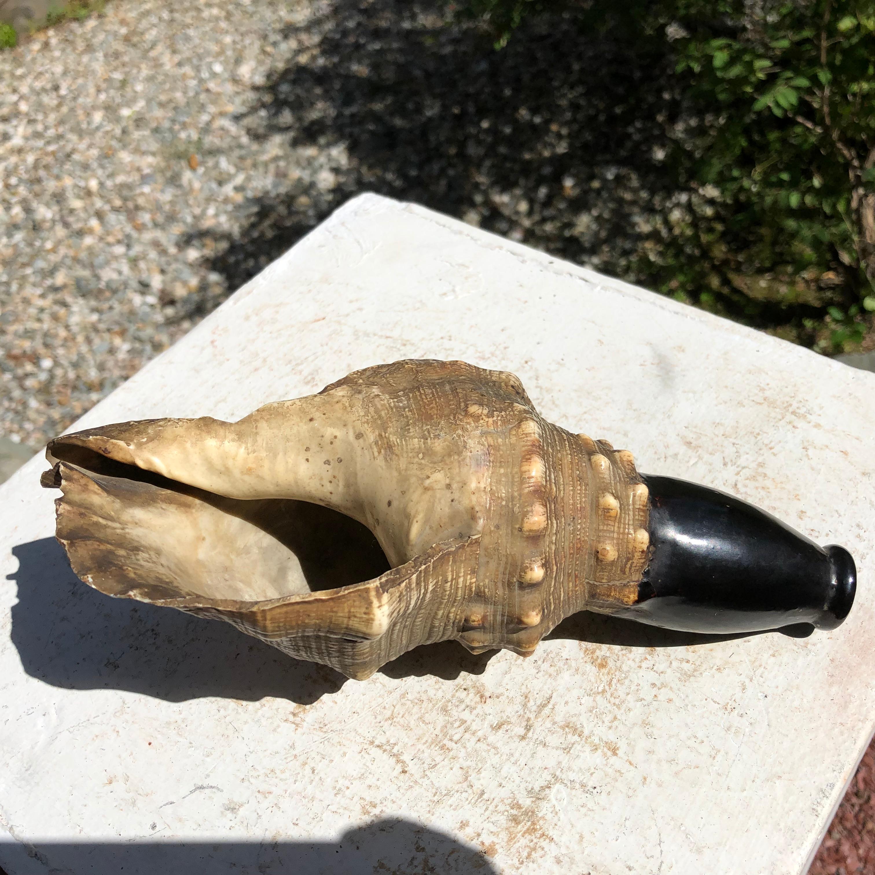 Japanese Antique Samurai Conch War Trumpet Horagi, Meiji Period 1