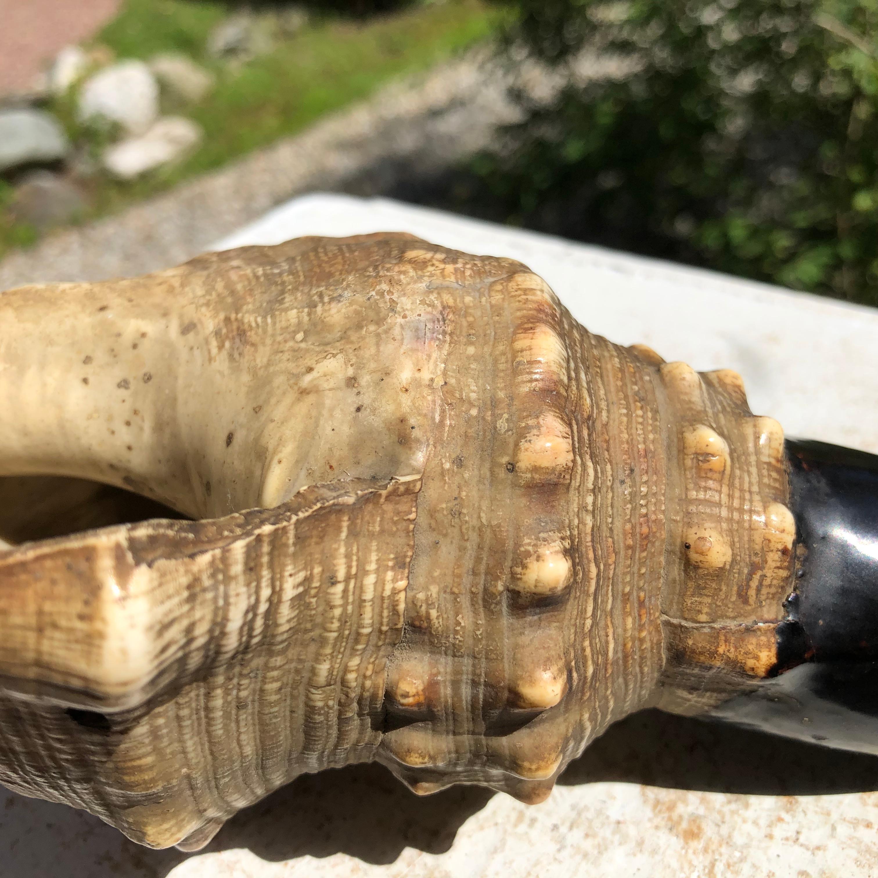 Japanese Antique Samurai Conch War Trumpet Horagi, Meiji Period 2