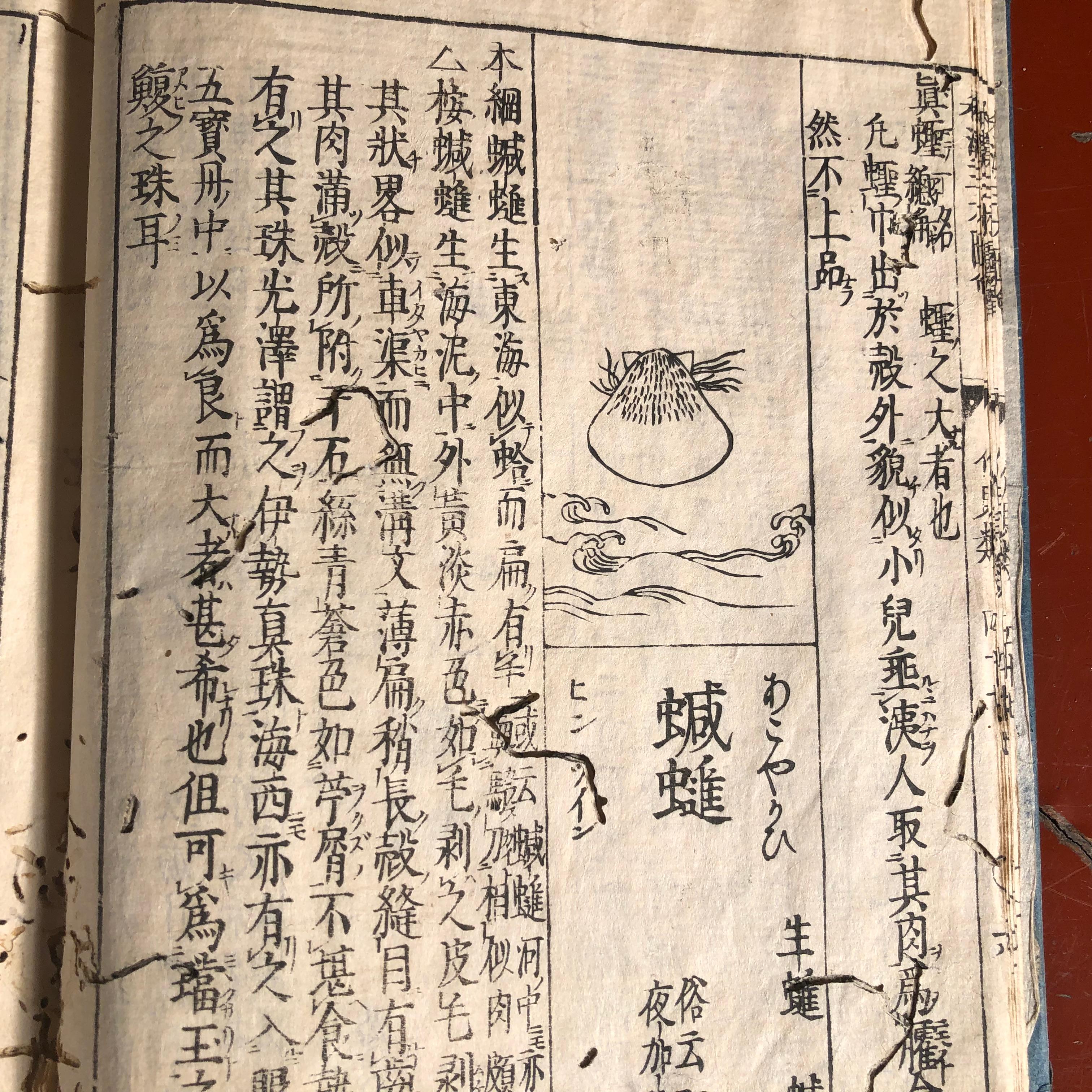 Japanese Antique Shell Fish Woodblock Guide Book Dated 1712 9