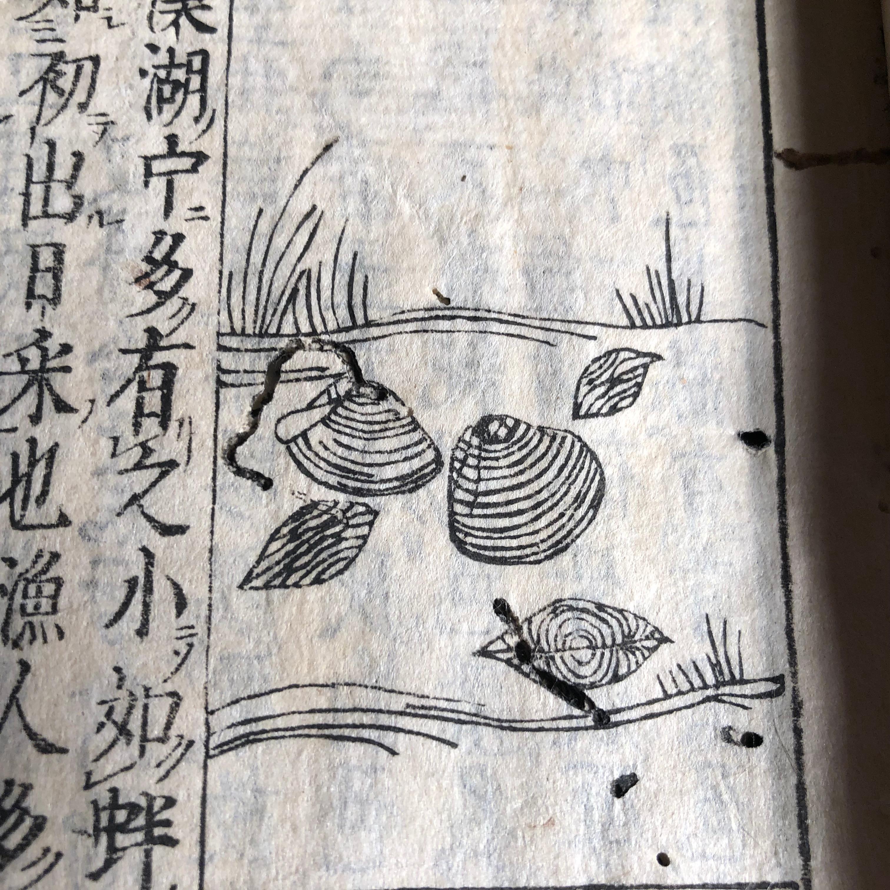 Hand-Crafted Japanese Antique Shell Fish Woodblock Guide Book Dated 1712