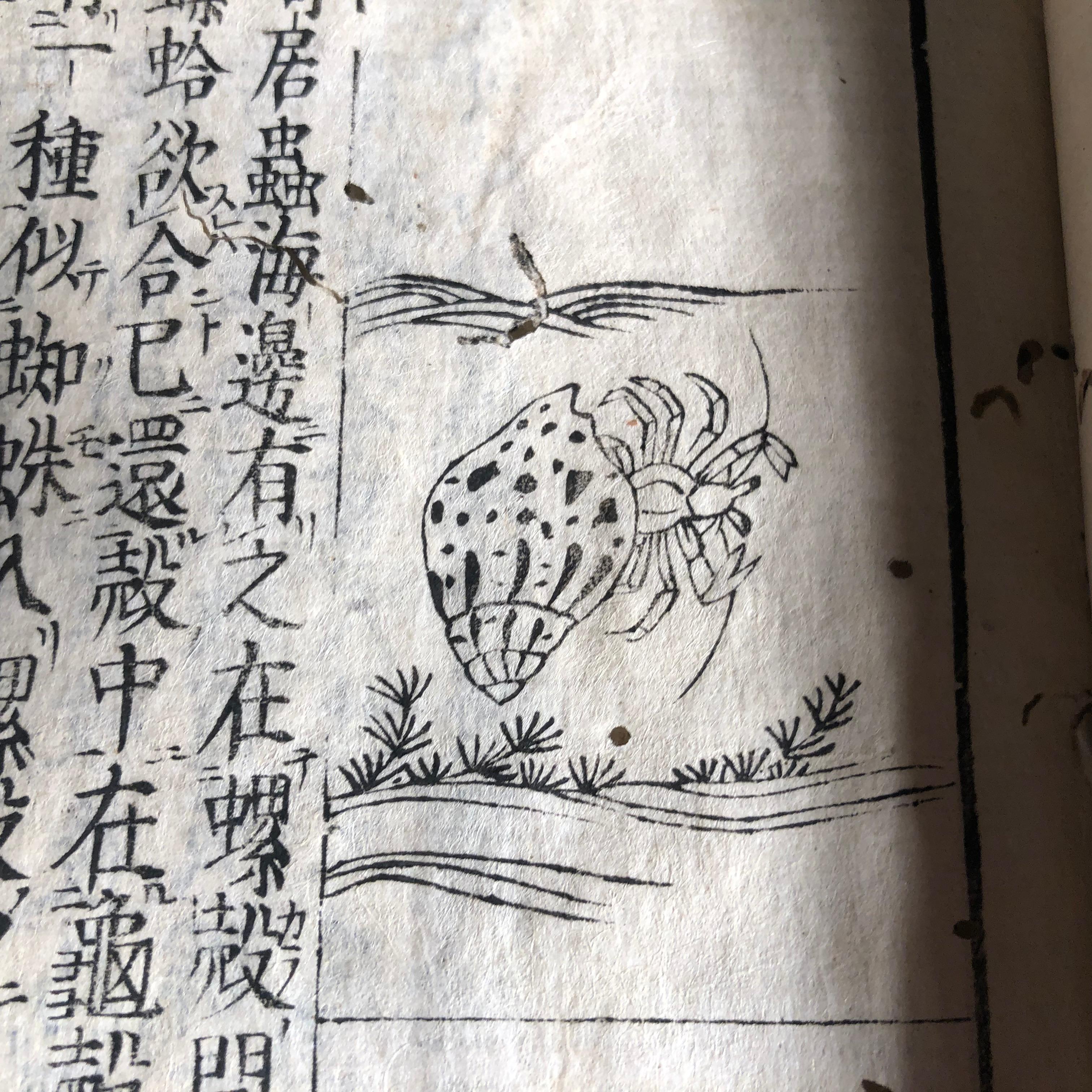 Japanese Antique Shell Fish Woodblock Guide Book Dated 1712, Rare Edition In Good Condition In South Burlington, VT