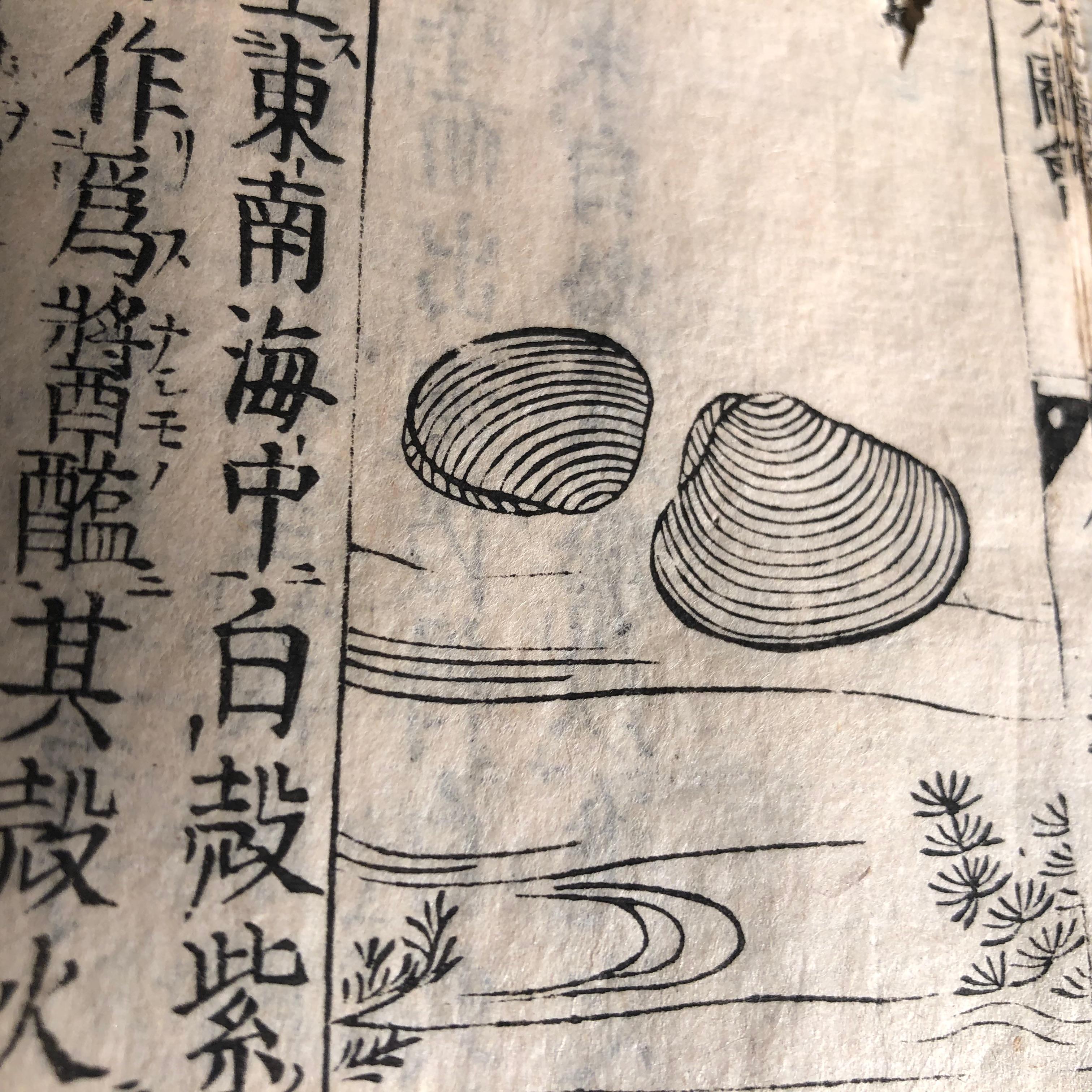 Japanese Antique Shell Fish Woodblock Guide Book Dated 1712, Rare Edition 1