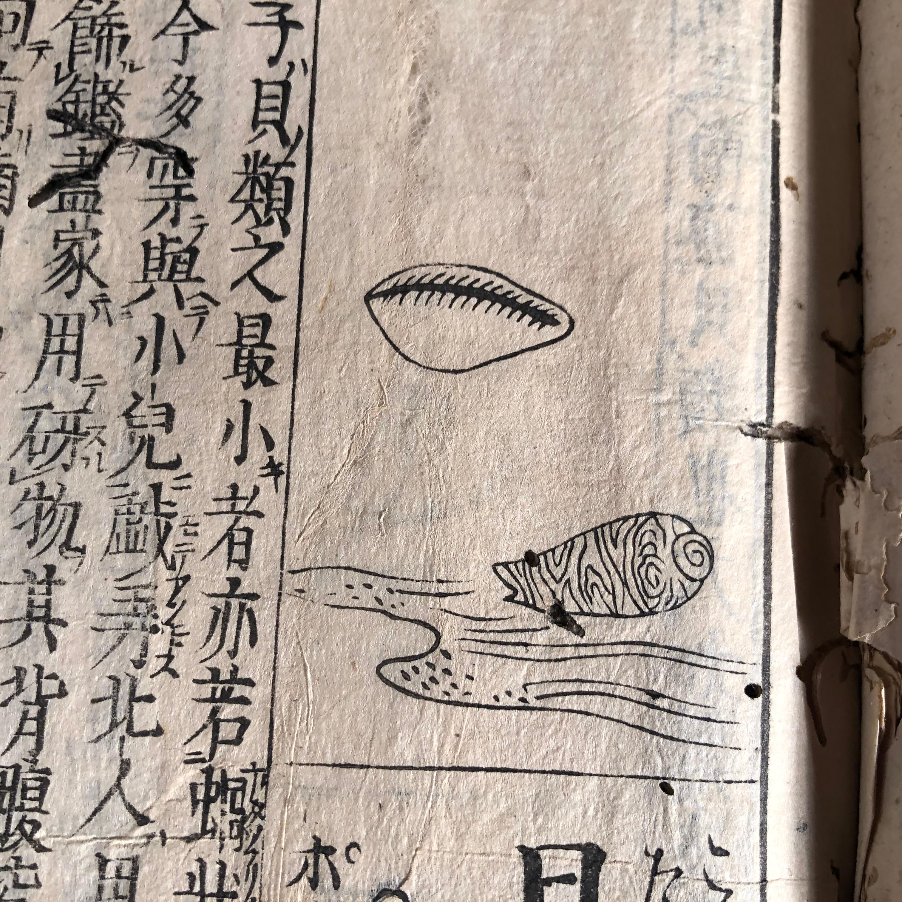 Japanese Antique Shell Fish Woodblock Guide Book Dated 1712 2