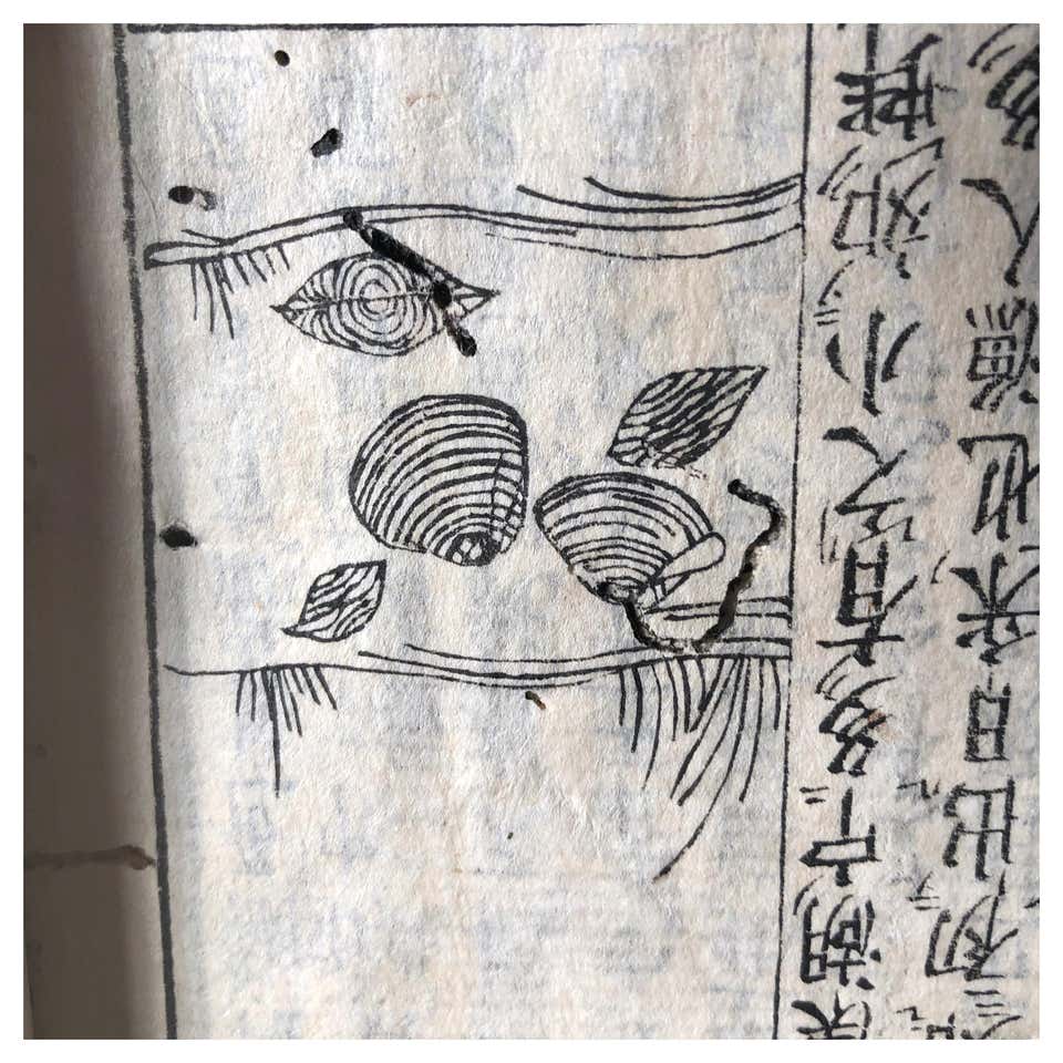 Japanese Woodblock Shell - For Sale on 1stDibs