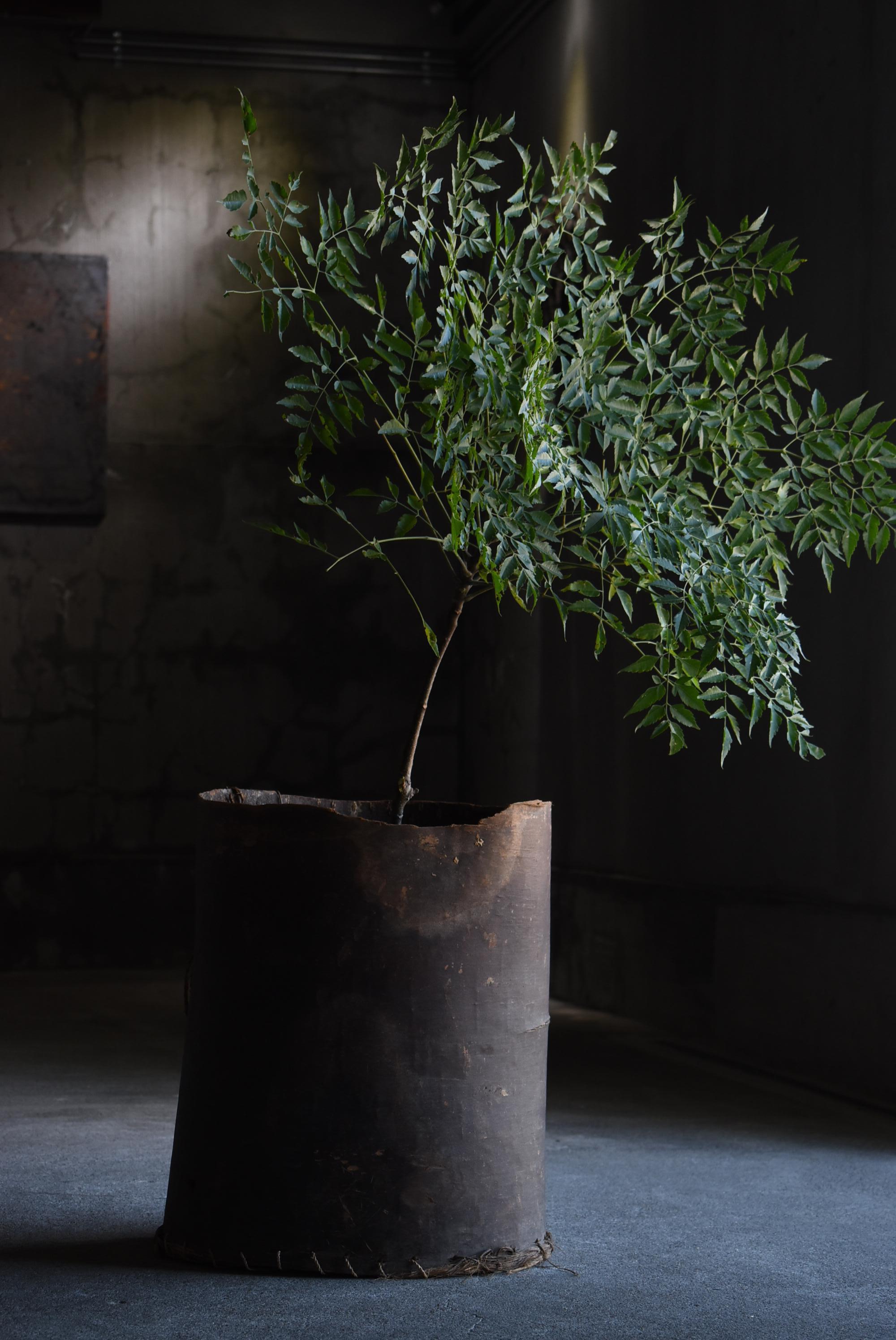 This basket is made of very old tree bark.
It is from the Meiji period (1860s-1920s).

It seems to be a very rare tool that was made only in certain areas in the Tohoku region.
It seems that when vegetables and grains were collected, they were put