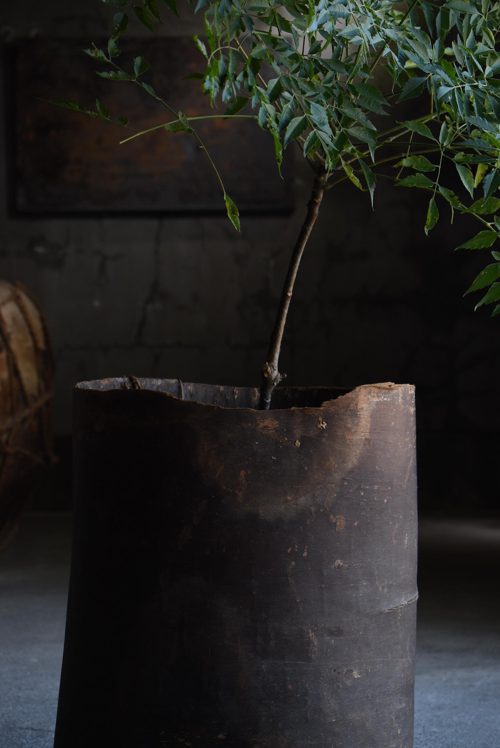 Meiji Japanese Antique Tree Bark Basket 1860s-1920s / Plant Cover Bowl Wabisabi For Sale