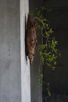 Japanische antike Wabi-Sabi Wandvase aus natürlichem Holz Anfang des 20.