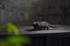 Japanese Antique Wood-Carved Tanuki Edo period 1800s-1860s / Sculpture Wabi-Sabi