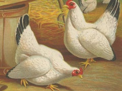 Japanese Bantams with Black Tails - A Rare 19th Century Poultry Lithograph
