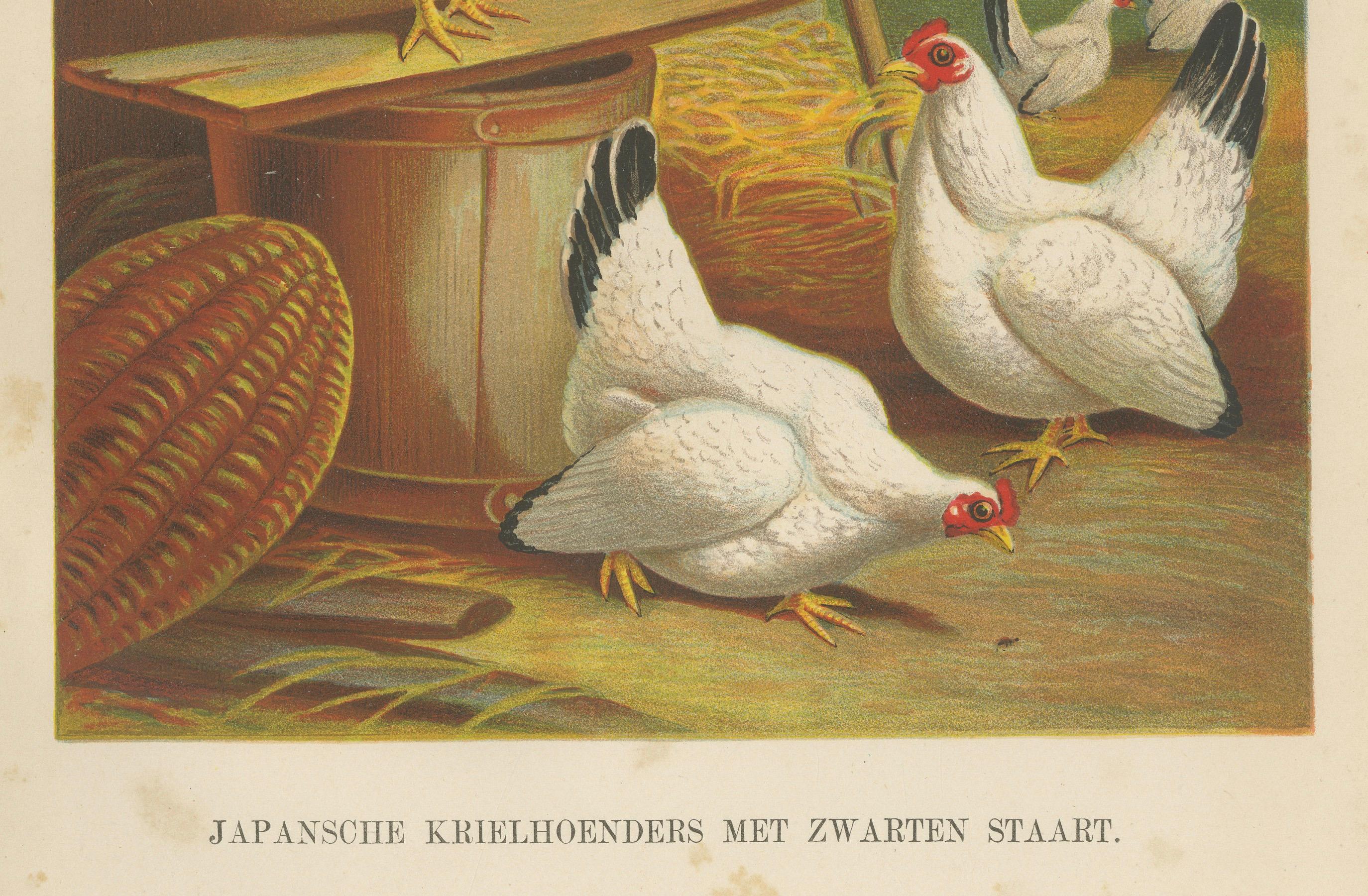 Japanische Bantams mit schwarzen Schleifen – eine seltene Geflügellithographie des 19. Jahrhunderts im Zustand „Gut“ im Angebot in Langweer, NL