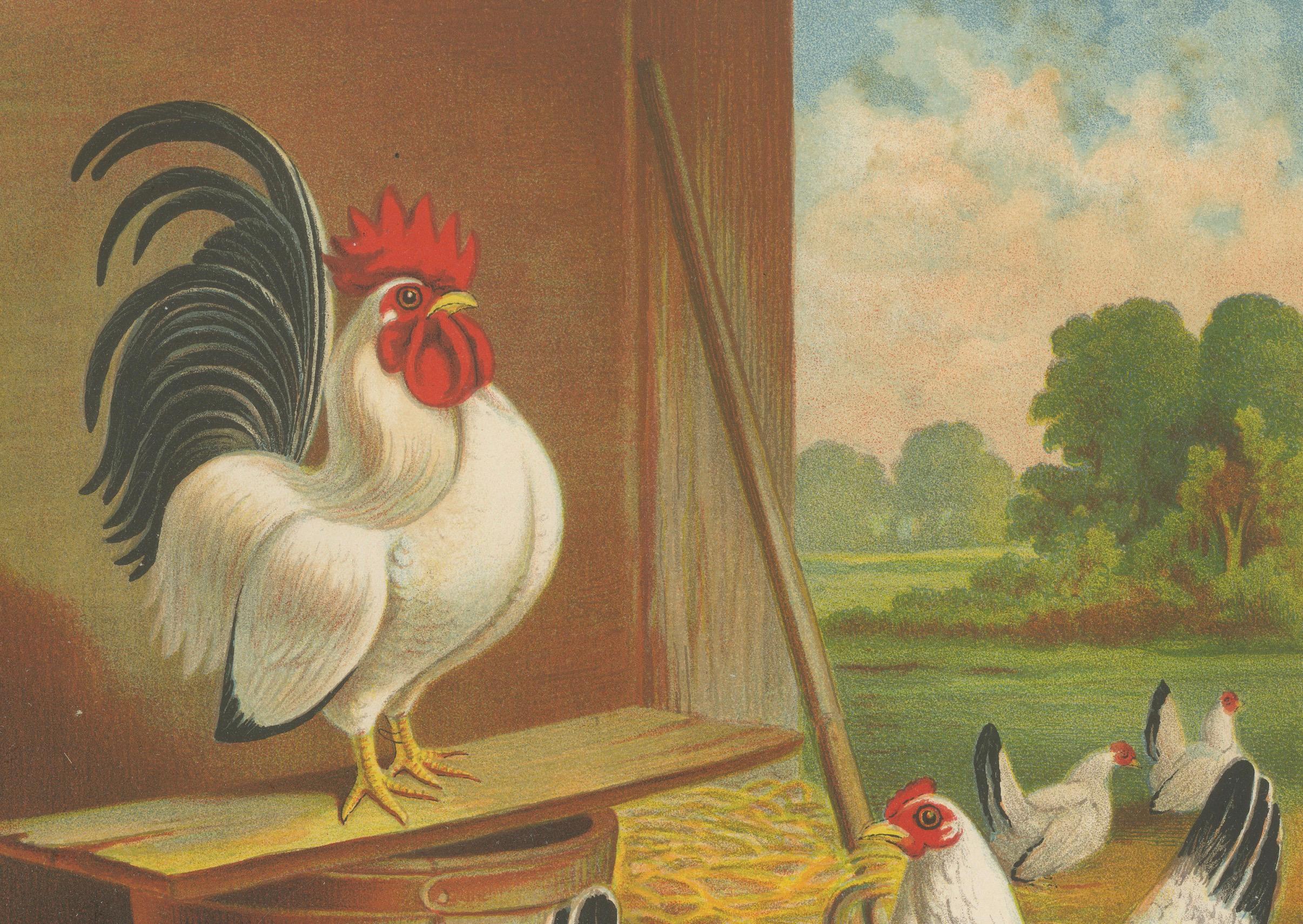 Japanische Bantams mit schwarzen Schleifen – eine seltene Geflügellithographie des 19. Jahrhunderts (Spätes 19. Jahrhundert) im Angebot