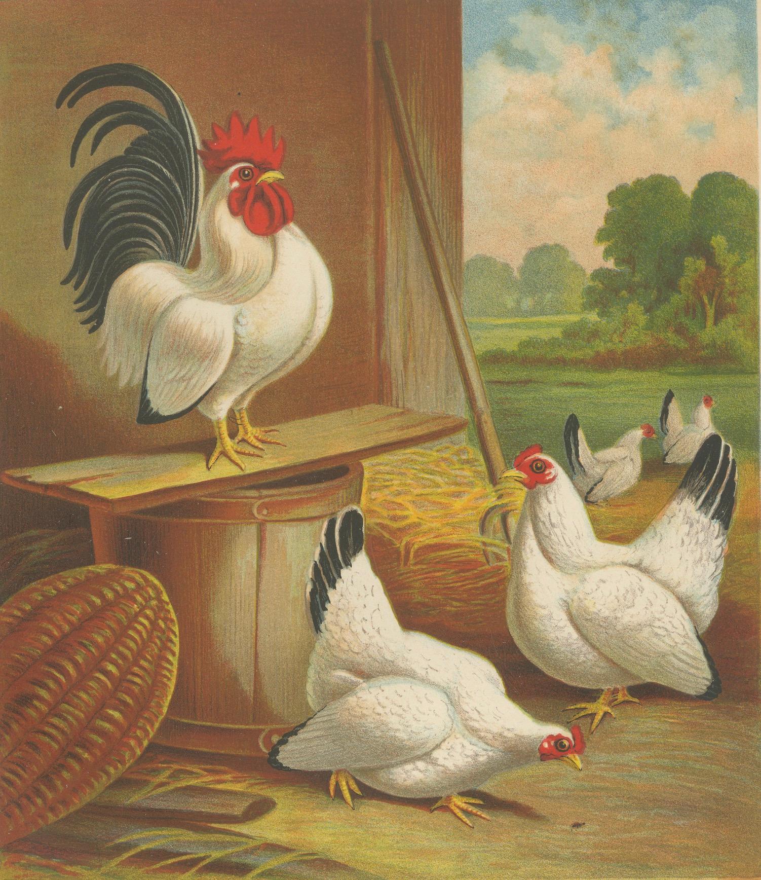 Japanische Bantams mit schwarzen Schleifen – eine seltene Geflügellithographie des 19. Jahrhunderts (Papier) im Angebot