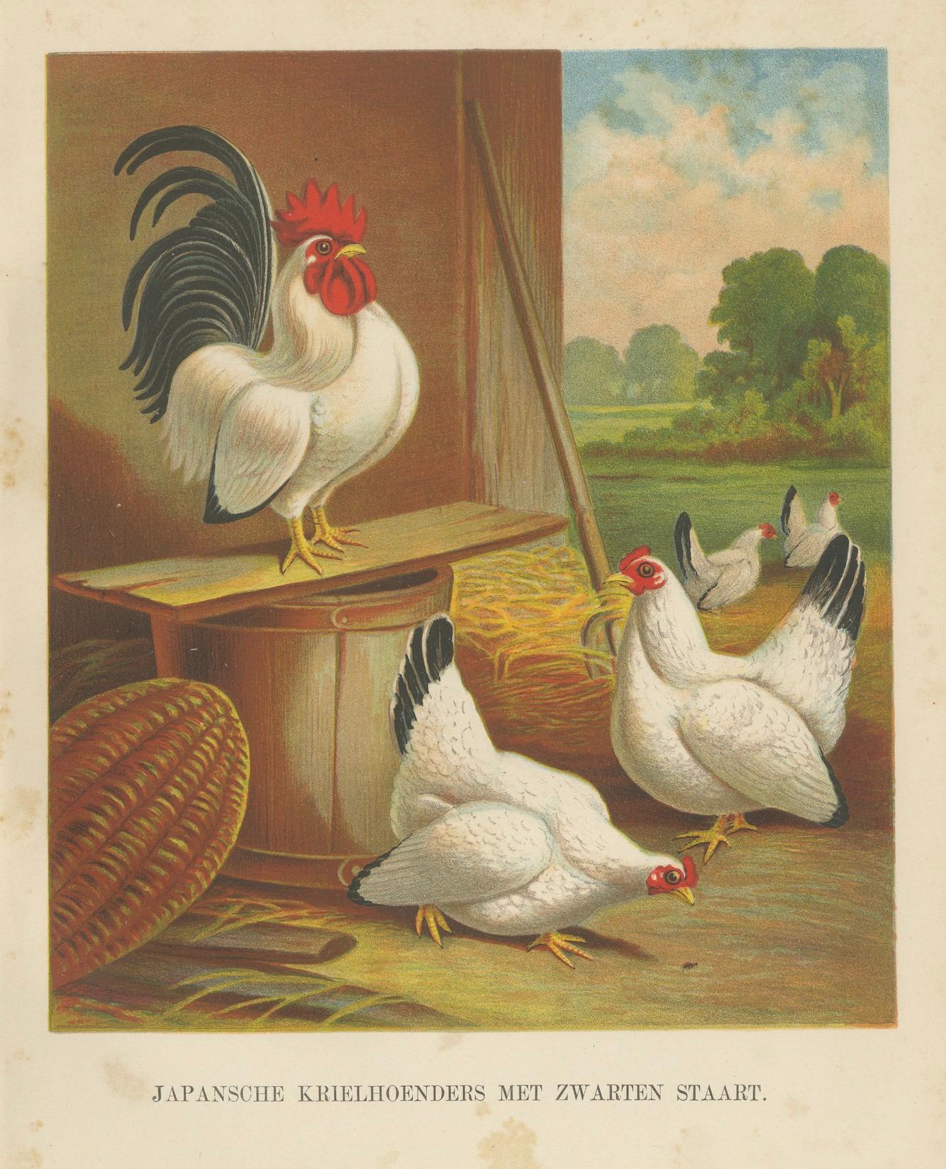Japanische Bantams mit schwarzen Schleifen – eine seltene Geflügellithographie des 19. Jahrhunderts im Angebot 1