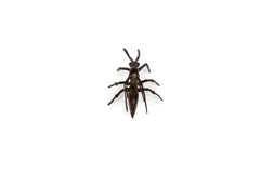 Japanese bronze okimono Hornet (sculpture)