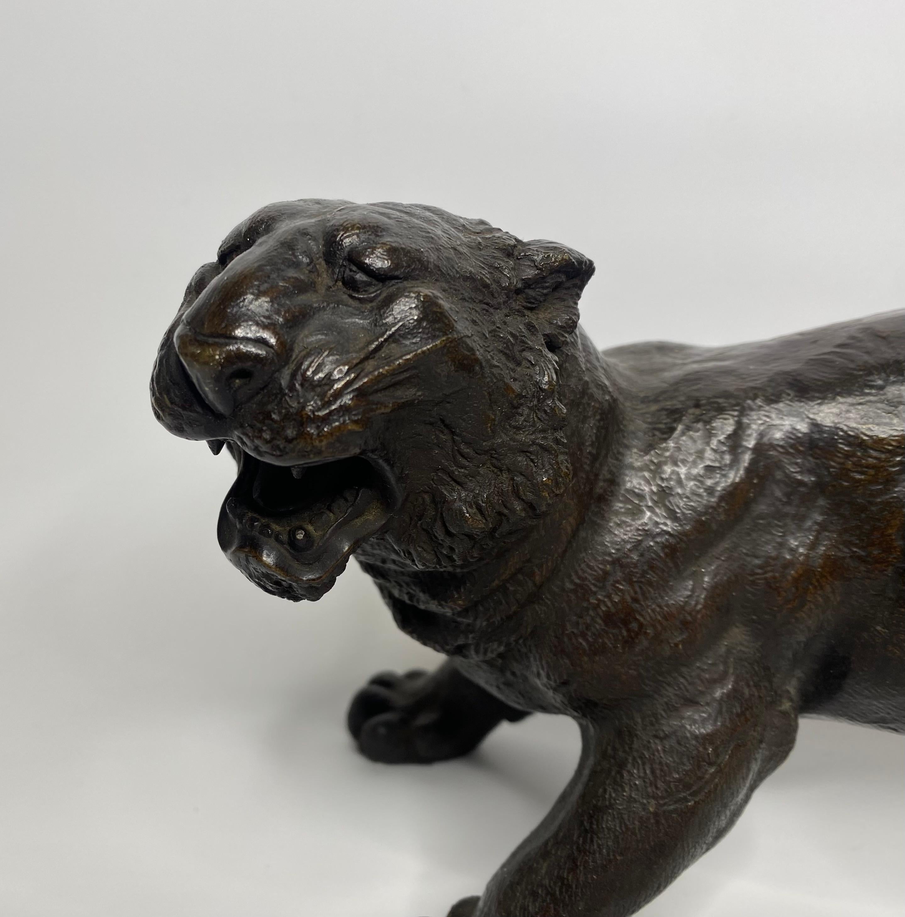 Japanese bronze okimono of a tiger, signed Yoshikuza, c. 1890, Meiji Period. The prowling tiger, well modelled, with his back slightly arched. His face particularly well observed, as he growls at his prey. The fur is finely delineated, beneath the