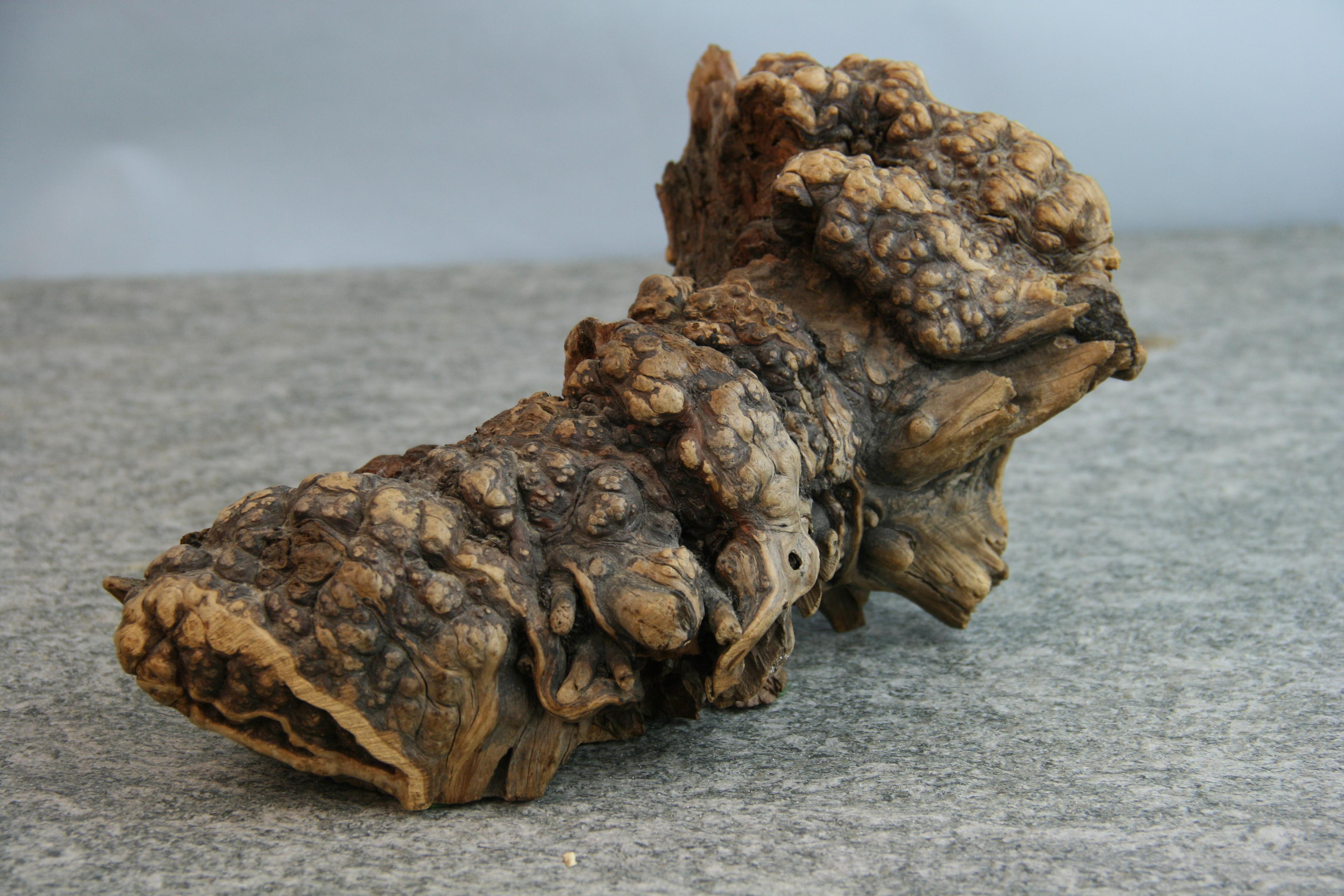 Japanese Burl Wood Abstract Dog Figure Sculpture Wabi Sabi For Sale 1