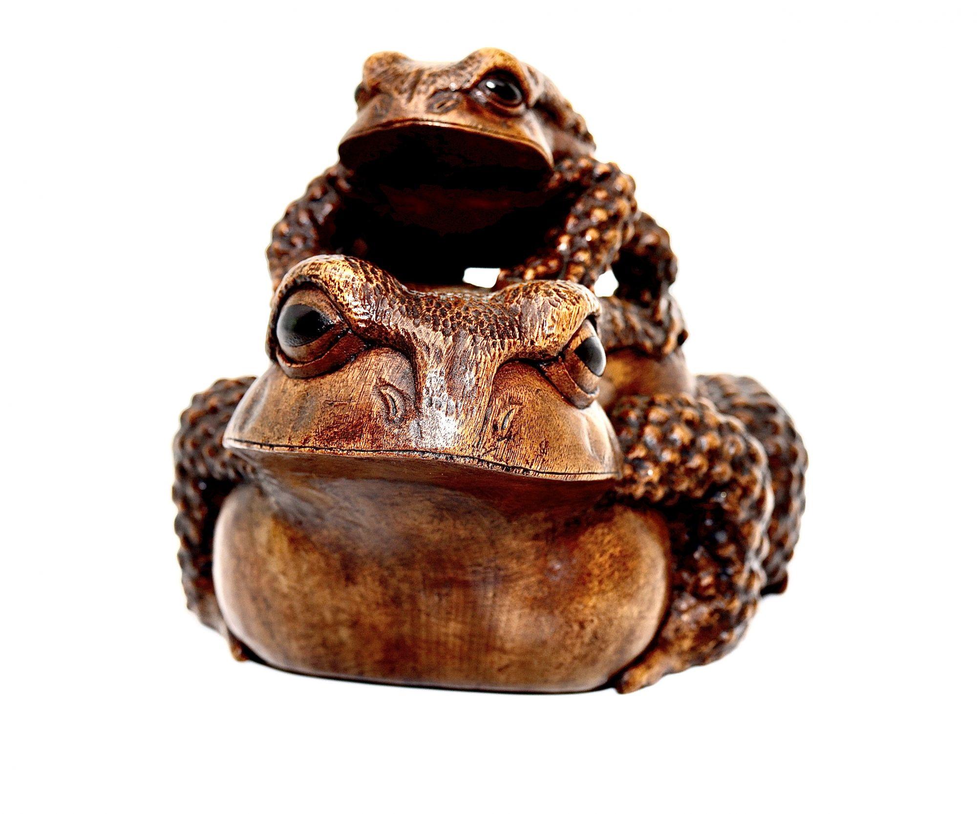 japanese toad for sale