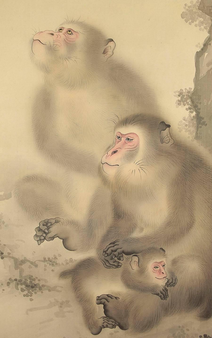 silky monkey