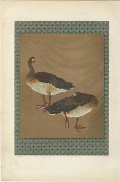 Japanese Geese in Calm Elegance: Antique Lithograph, 1880s