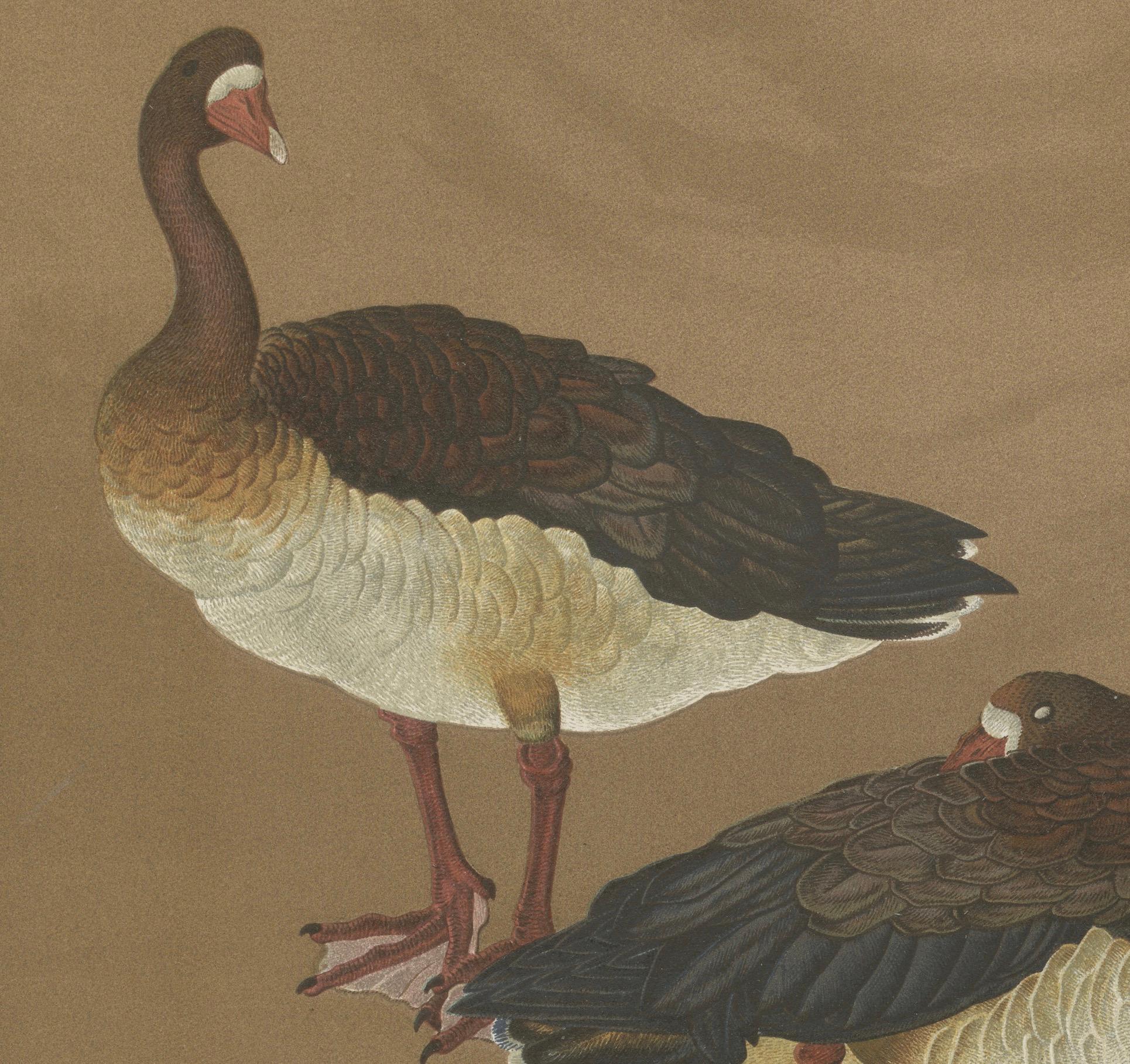 Fin du XIXe siècle Oies japonaises dans une calme Elegance : Lithographie ancienne, années 1880 en vente