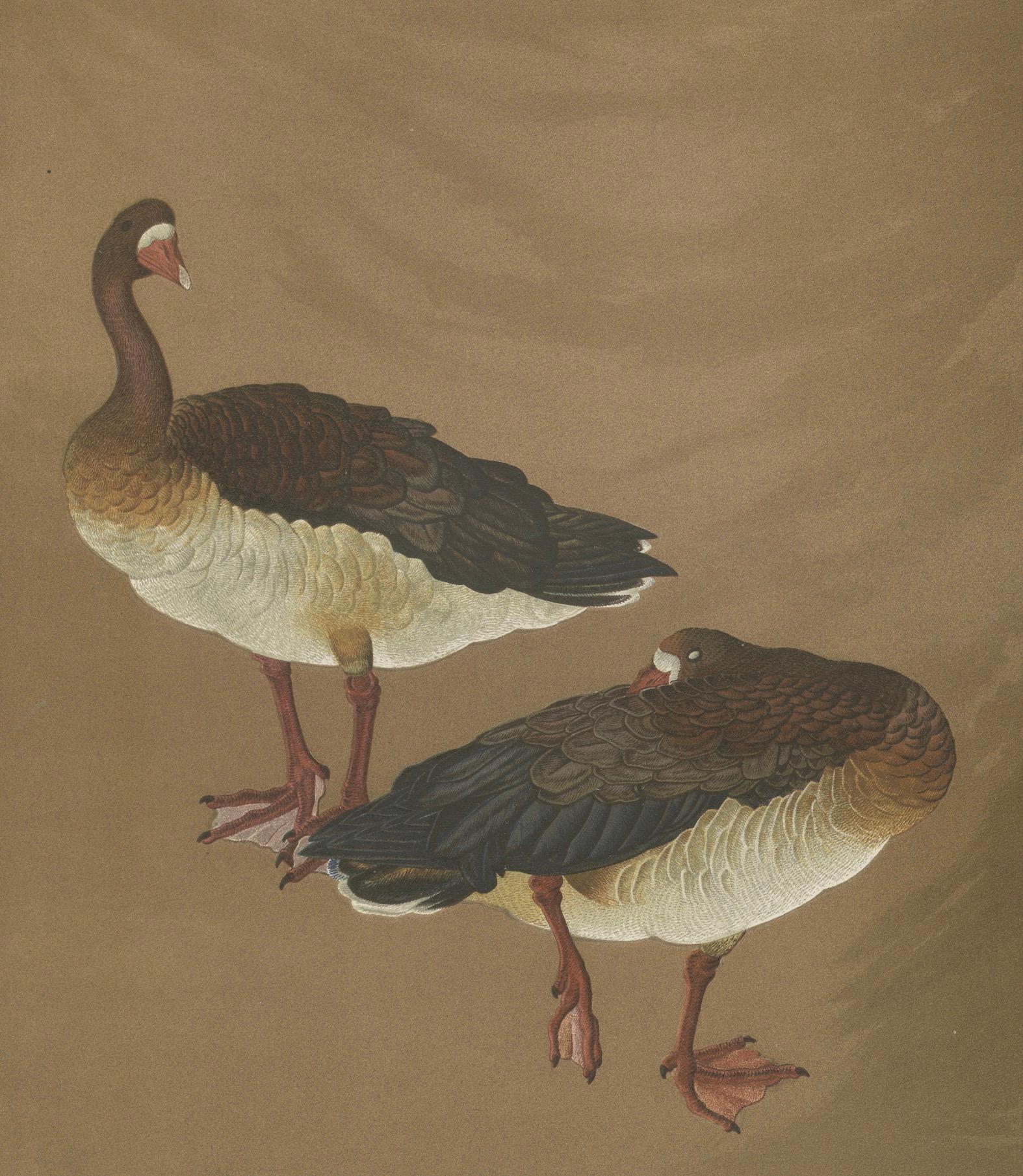 Oies japonaises dans une calme Elegance : Lithographie ancienne, années 1880 en vente 1