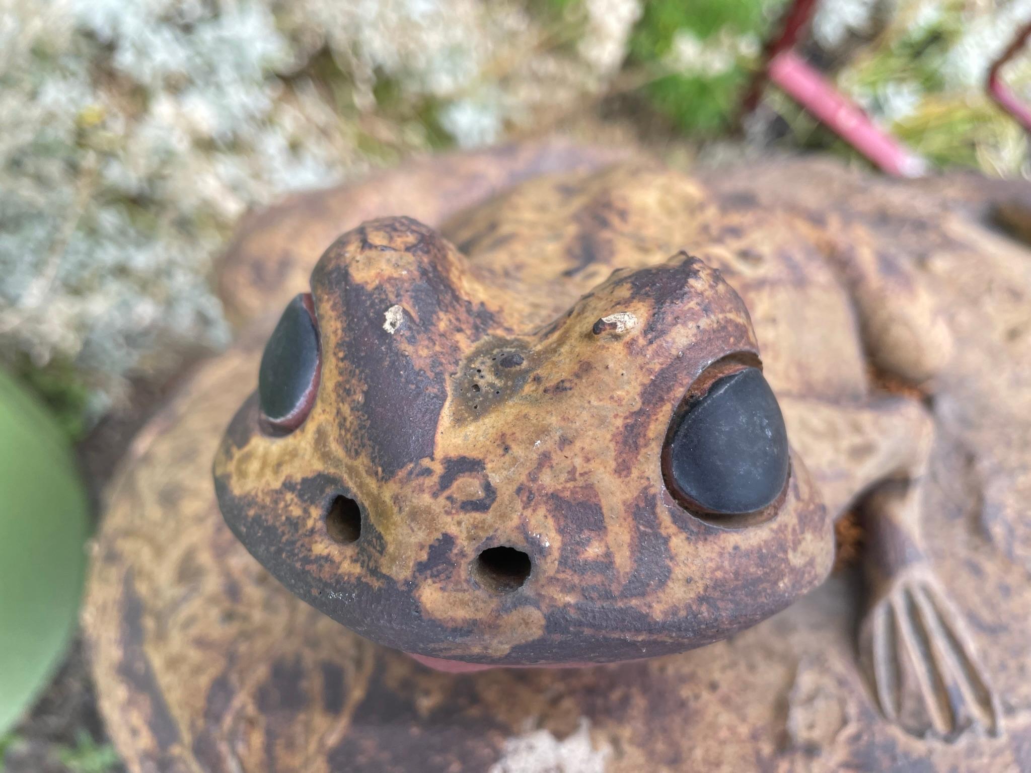 Japanese Giant Old Garden Frog and Family For Sale 1