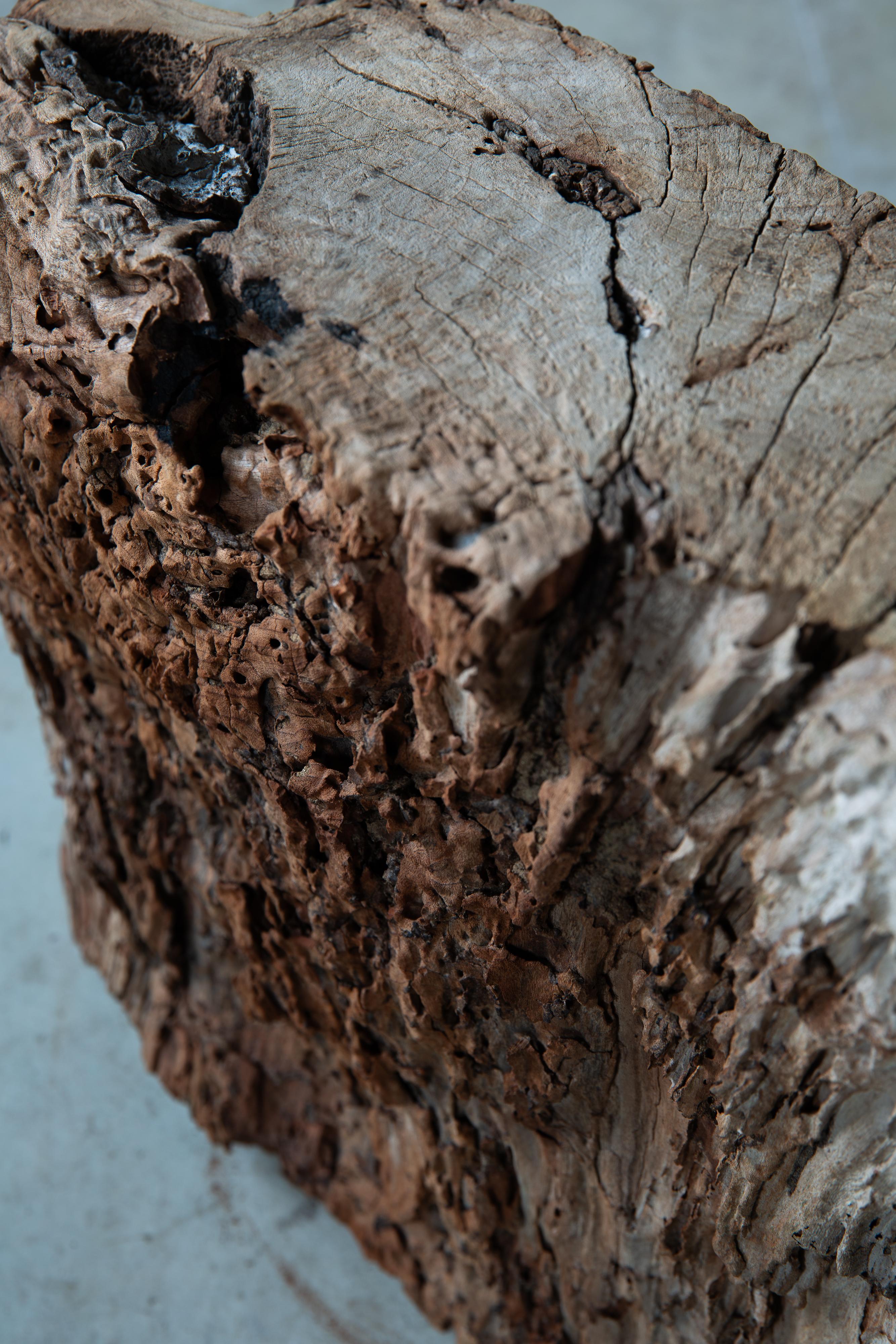 Japanese Keyaki zelkova wood slab - wabi sabi art piece objet, Dai display stand 10