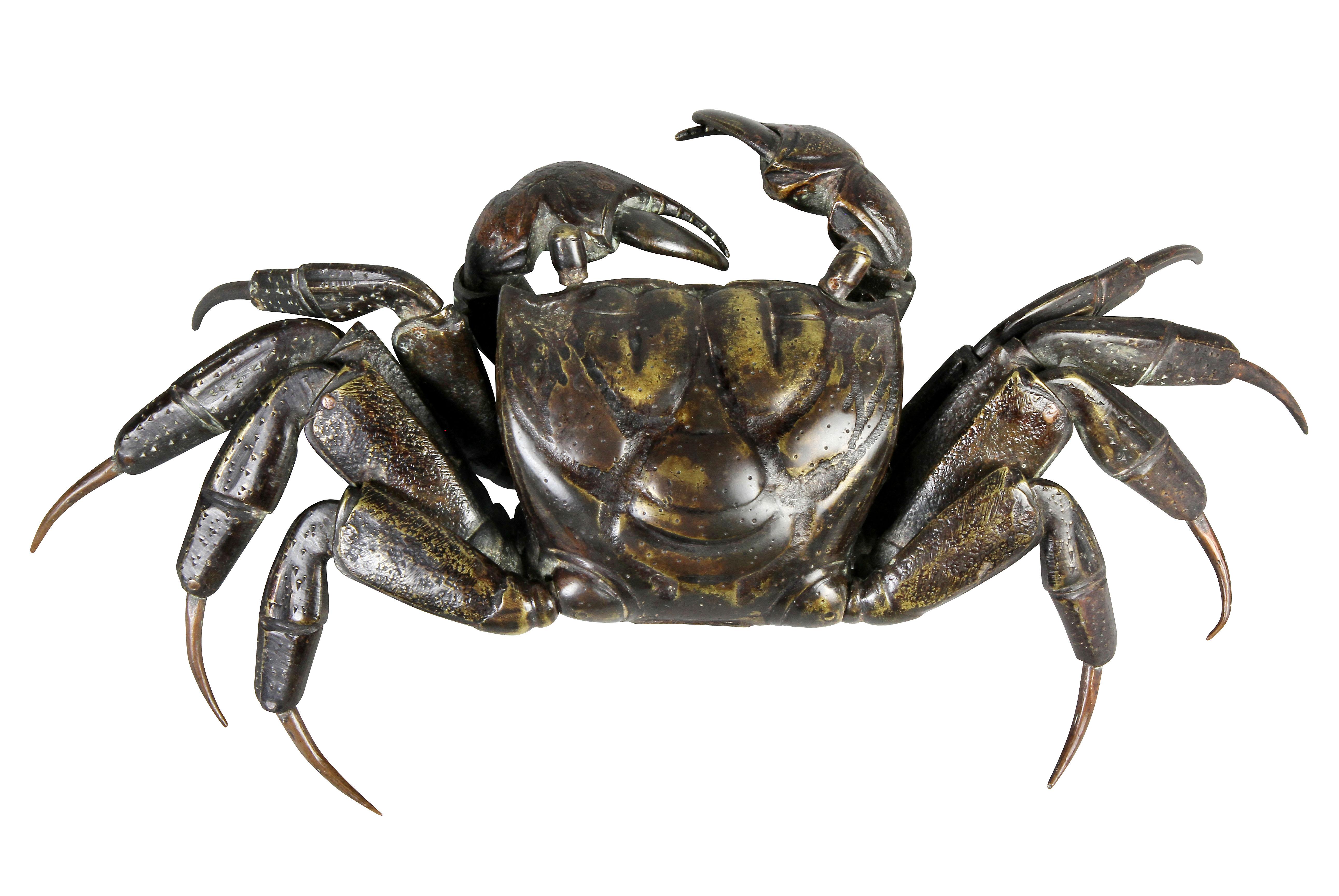 granchio zoccolo di cavallo