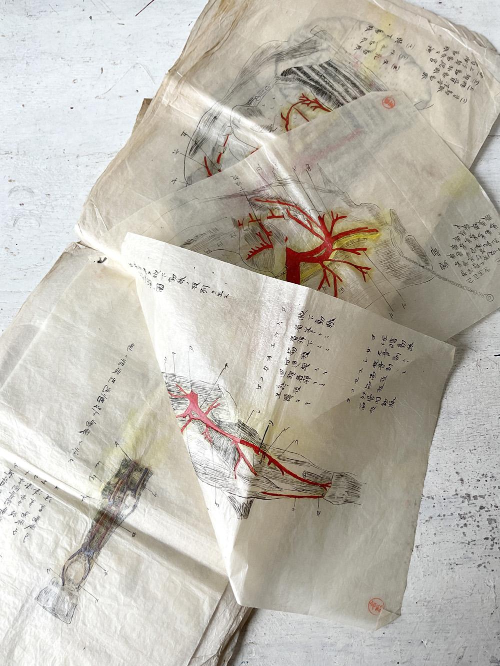 Japanisches illustriertes medizinisches Manuskript aus der Meiji-Ära mit Diagramm des menschlichen Körpers (19. Jahrhundert) im Angebot