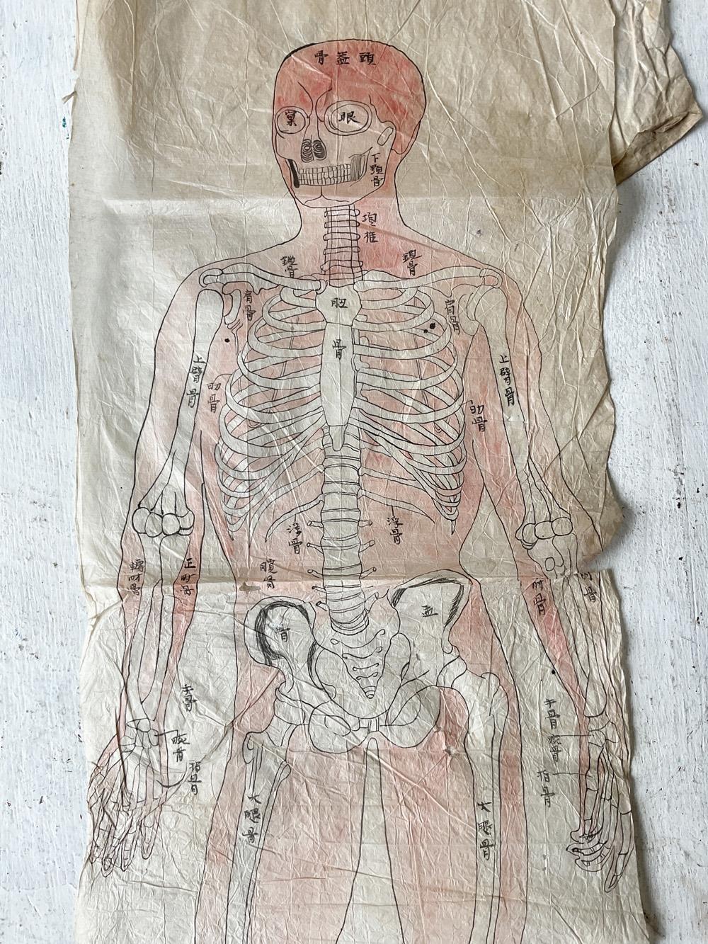 Japanisches illustriertes medizinisches Manuskript aus der Meiji-Ära mit Diagramm des menschlichen Körpers (Papier) im Angebot
