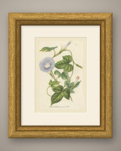 Japanese Morning Glory Azurea, Pharbitis Polymorpha Plate IV, 1858
