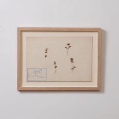 Japanese Pressed Wildflower Art, 1931