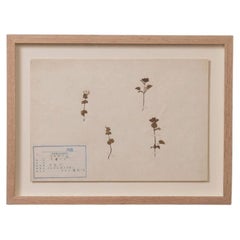 Japanese Pressed Wildflower Art, 1931