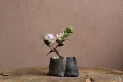 Japanische Stewartia von Yumiko Kuwahata / Bonsai / wabi-sabi
